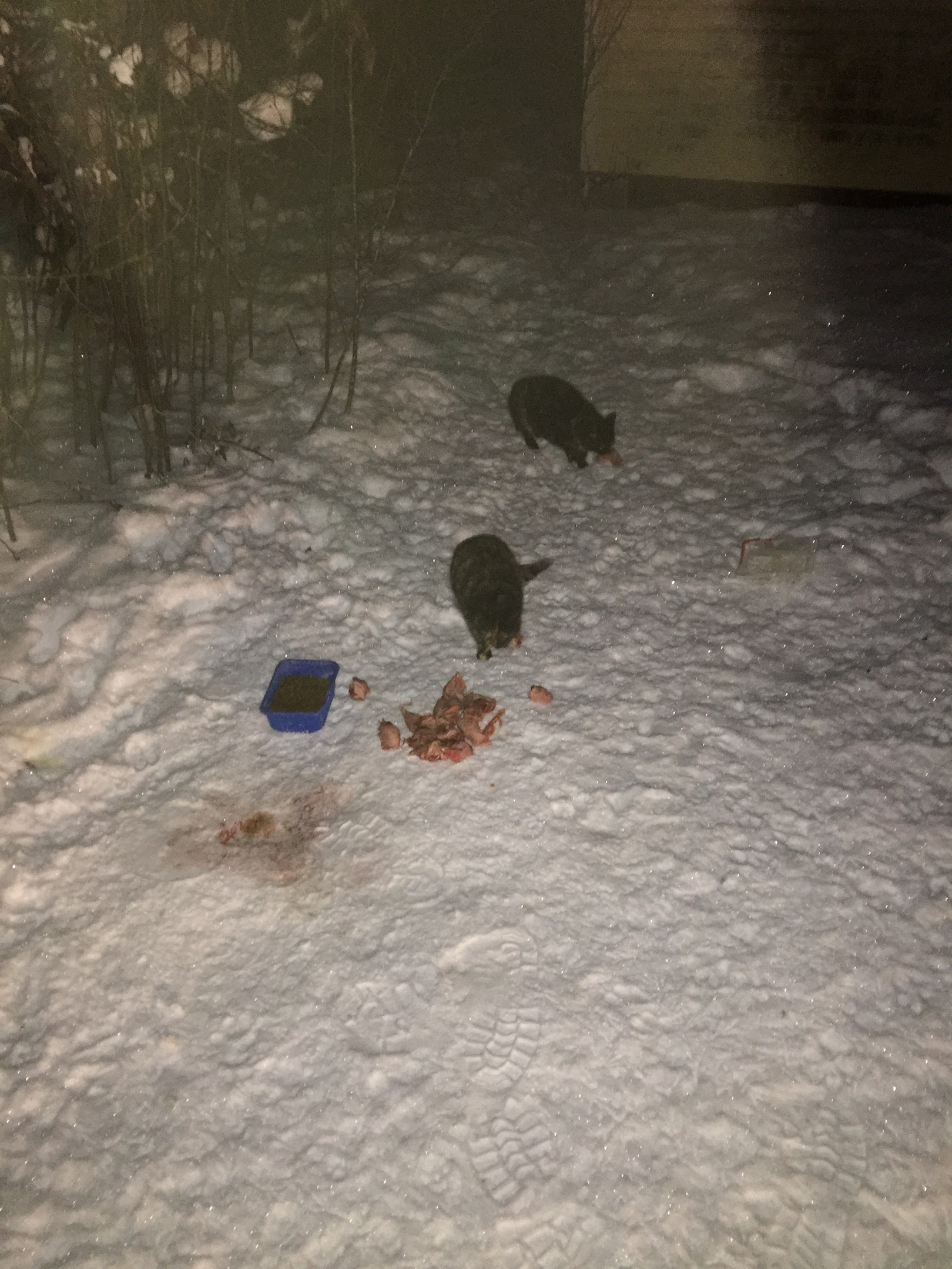 Report on feeding cats abandoned in gardening. February 7-8. The temperature is minus 17. And it's snowing again. 20 days until spring - My, cat, Cold, Hunger, Winter, Gardening, Homeless animals, Longpost, Feeding