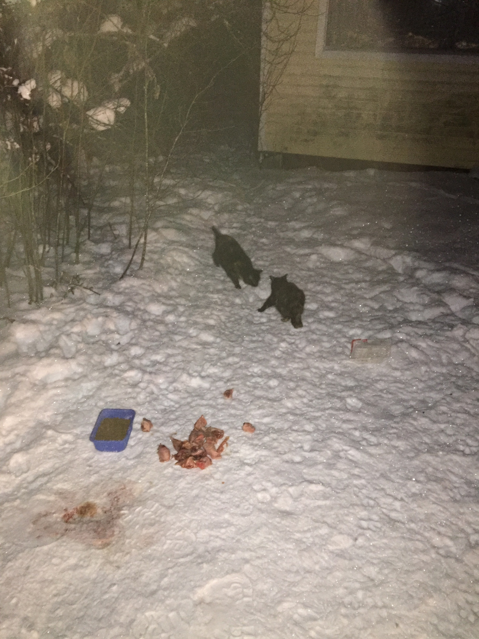 Report on feeding cats abandoned in gardening. February 7-8. The temperature is minus 17. And it's snowing again. 20 days until spring - My, cat, Cold, Hunger, Winter, Gardening, Homeless animals, Longpost, Feeding