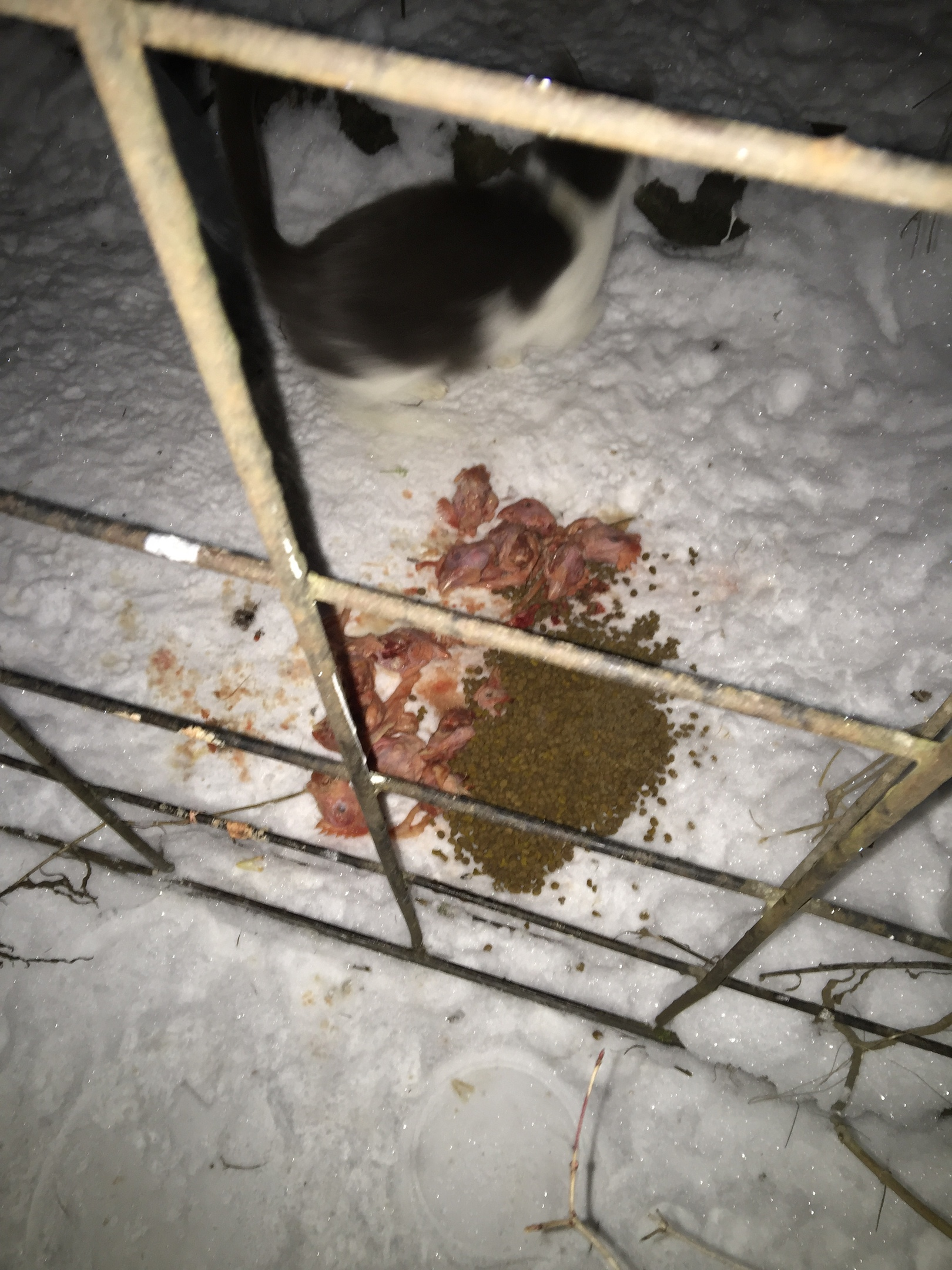 Report on feeding cats abandoned in gardening. February 7-8. The temperature is minus 17. And it's snowing again. 20 days until spring - My, cat, Cold, Hunger, Winter, Gardening, Homeless animals, Longpost, Feeding