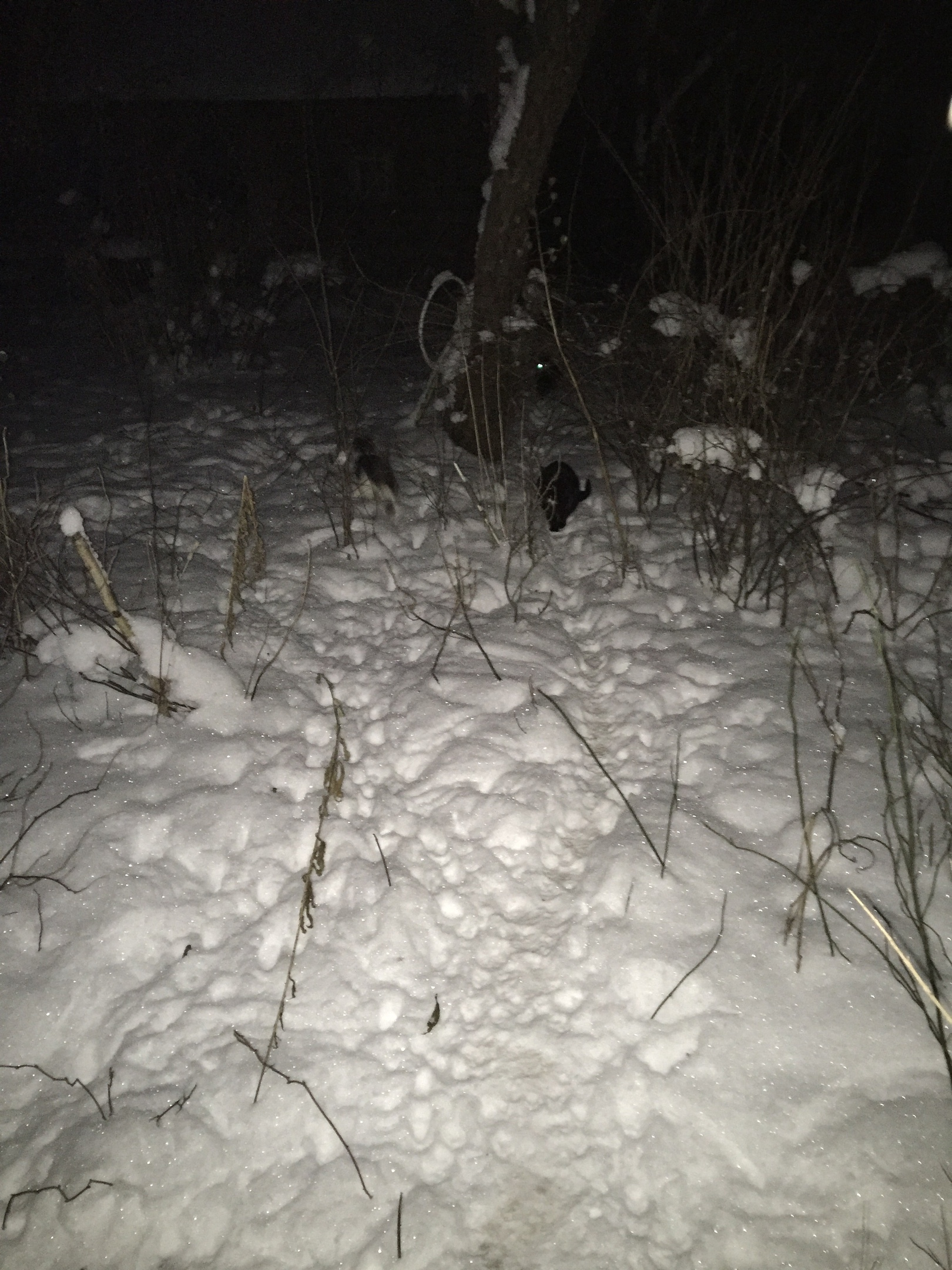 Report on feeding cats abandoned in gardening. February 7-8. The temperature is minus 17. And it's snowing again. 20 days until spring - My, cat, Cold, Hunger, Winter, Gardening, Homeless animals, Longpost, Feeding