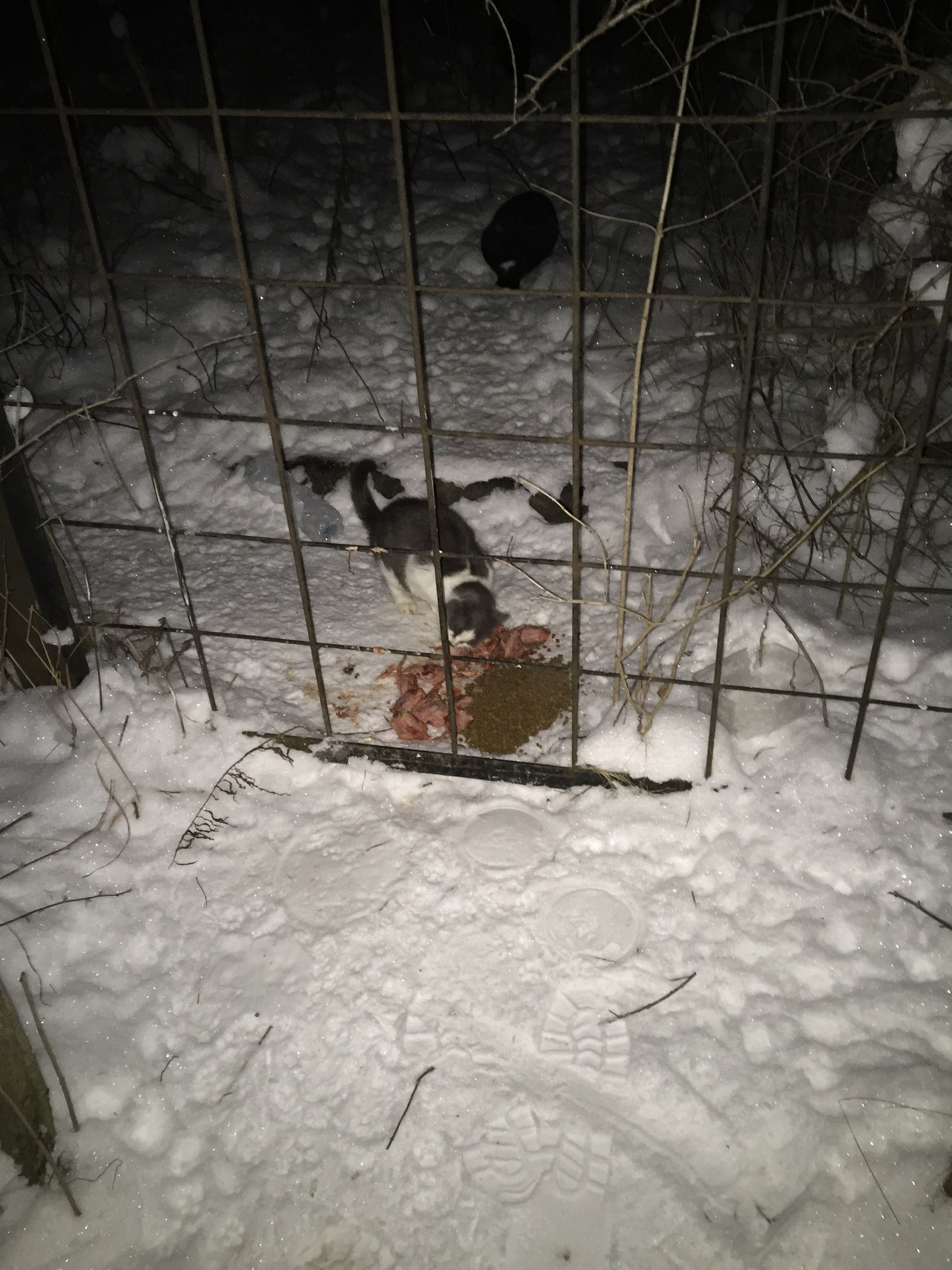 Report on feeding cats abandoned in gardening. February 7-8. The temperature is minus 17. And it's snowing again. 20 days until spring - My, cat, Cold, Hunger, Winter, Gardening, Homeless animals, Longpost, Feeding