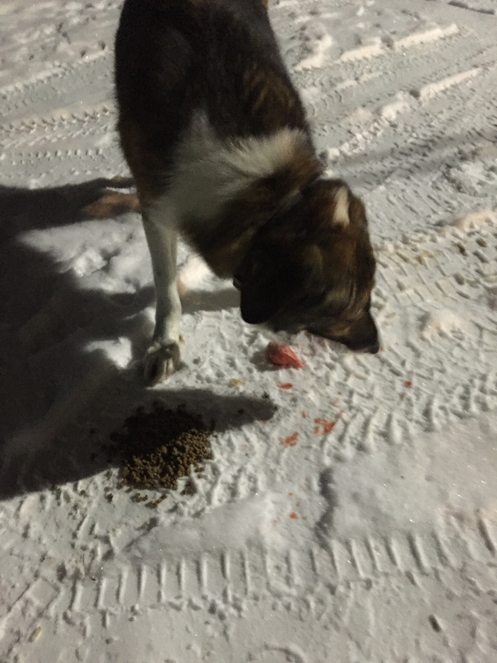 Report on feeding cats abandoned in gardening. February 7-8. The temperature is minus 17. And it's snowing again. 20 days until spring - My, cat, Cold, Hunger, Winter, Gardening, Homeless animals, Longpost, Feeding