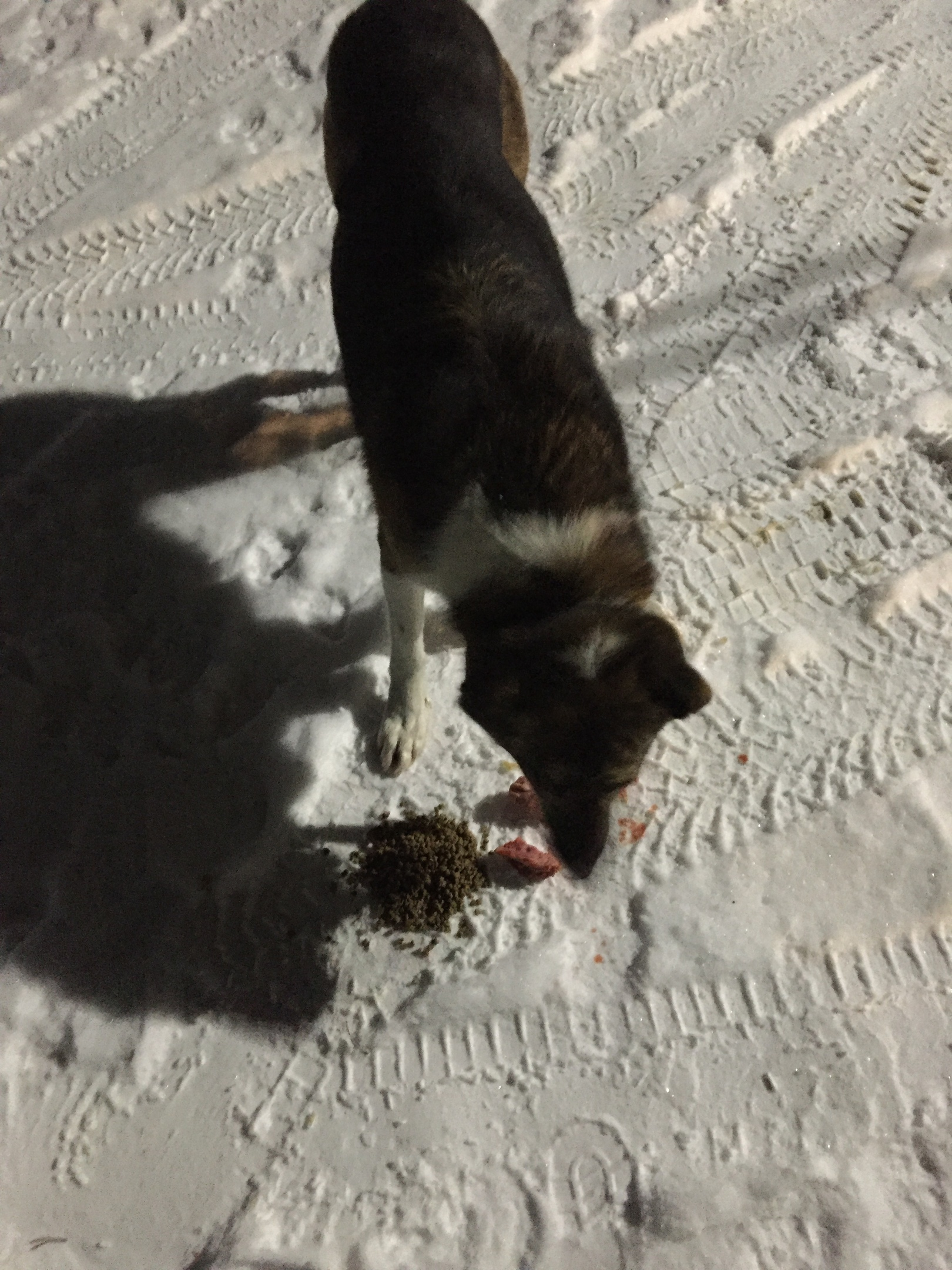 Report on feeding cats abandoned in gardening. February 7-8. The temperature is minus 17. And it's snowing again. 20 days until spring - My, cat, Cold, Hunger, Winter, Gardening, Homeless animals, Longpost, Feeding