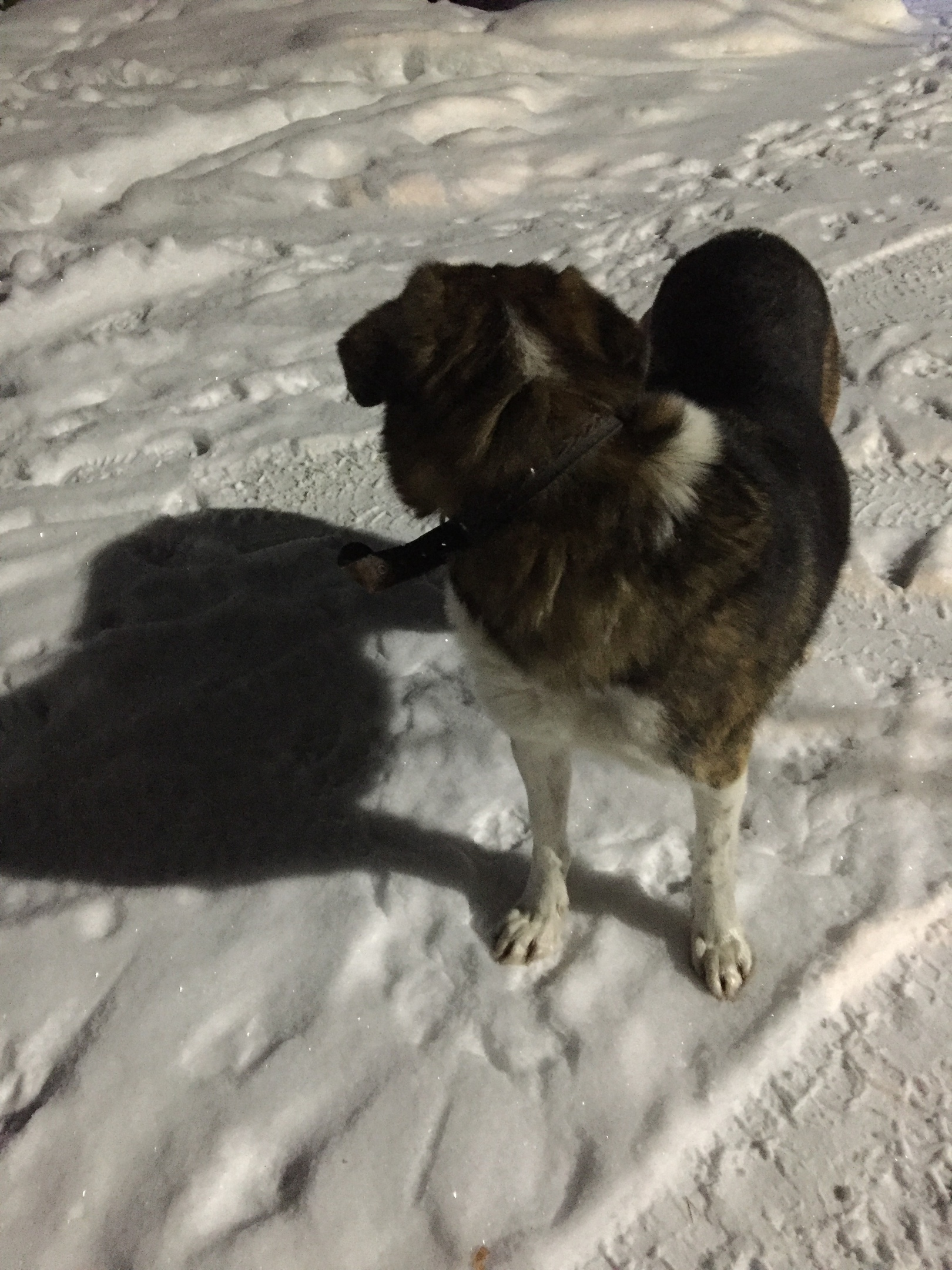 Report on feeding cats abandoned in gardening. February 7-8. The temperature is minus 17. And it's snowing again. 20 days until spring - My, cat, Cold, Hunger, Winter, Gardening, Homeless animals, Longpost, Feeding