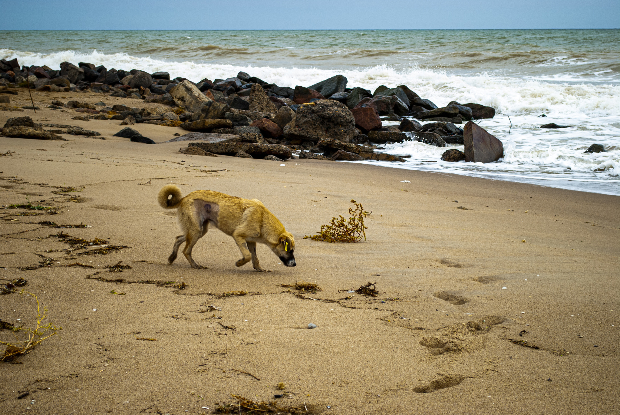 Odessa, October 2020. Nikon D200 with an 18-55th kit lens - My, Landscape, Sea, Autumn, Longpost, The photo