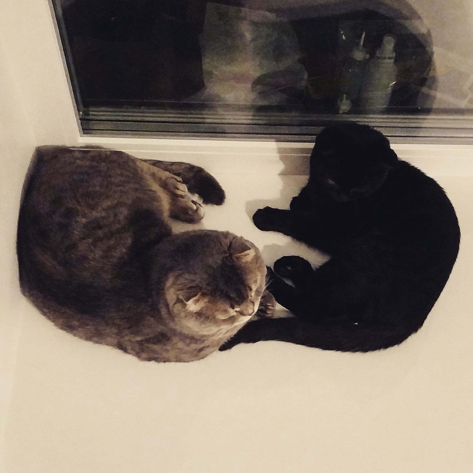 Overexposure is... - My, cat, Black cat, Yin Yang, Mobile photography, Overexposure, Mytischi