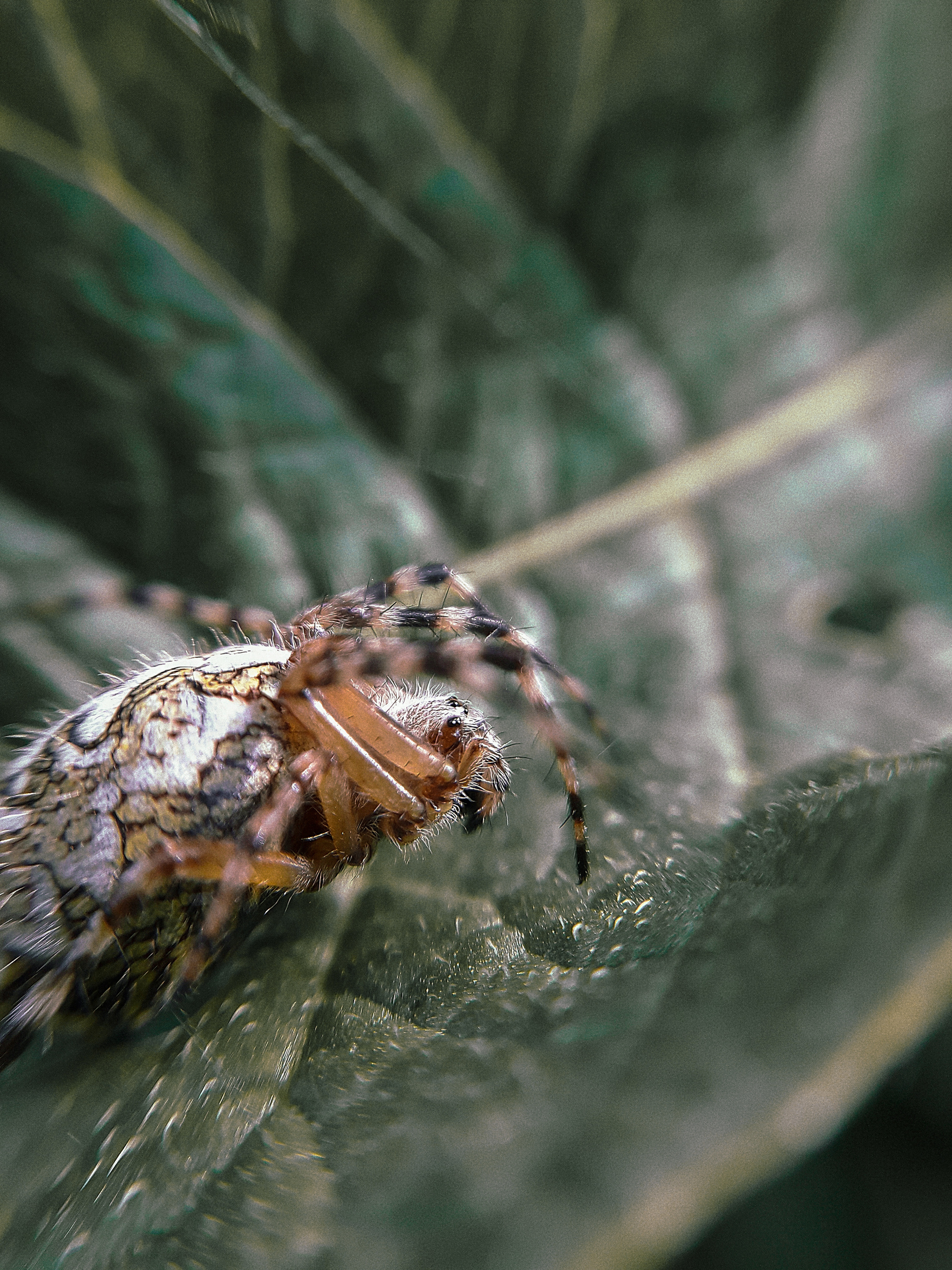 Spider - My, The photo, Beginning photographer, Macro photography, Spider, Nature, Camera