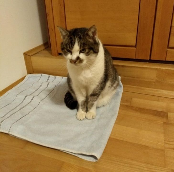 “When my cat sits like this, the pattern on his paws becomes perfect.” - cat, Color, Reddit, Unusual coloring, The photo