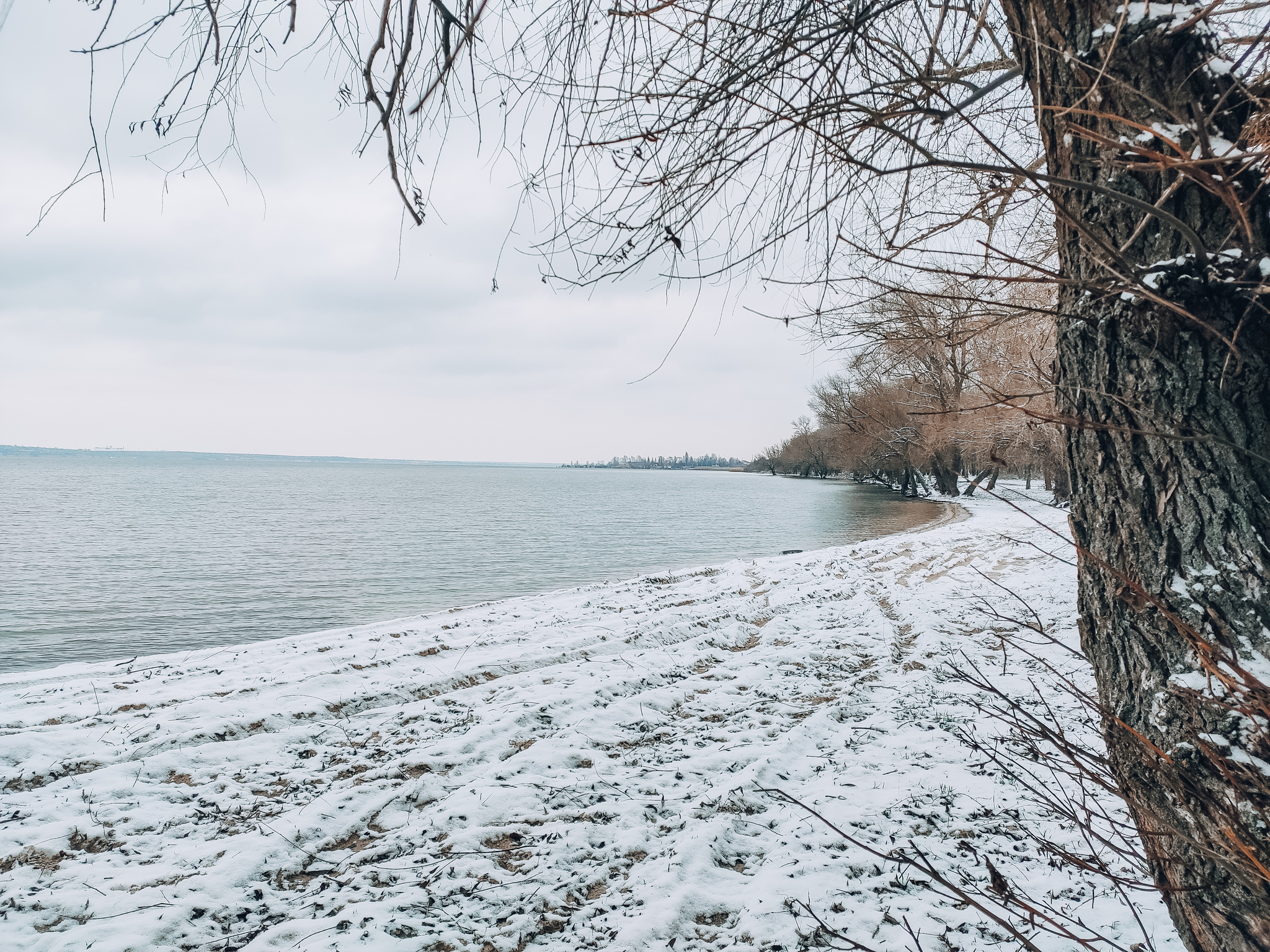 Winter walk - My, Photo on sneaker, Mobile photography, Winter, Pine, Новичок, Longpost