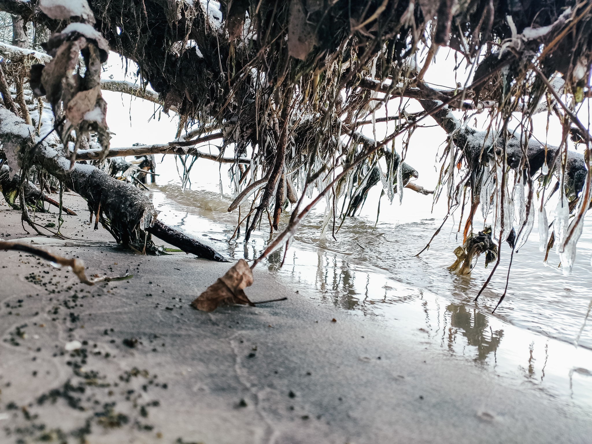 Winter walk - My, Photo on sneaker, Mobile photography, Winter, Pine, Новичок, Longpost