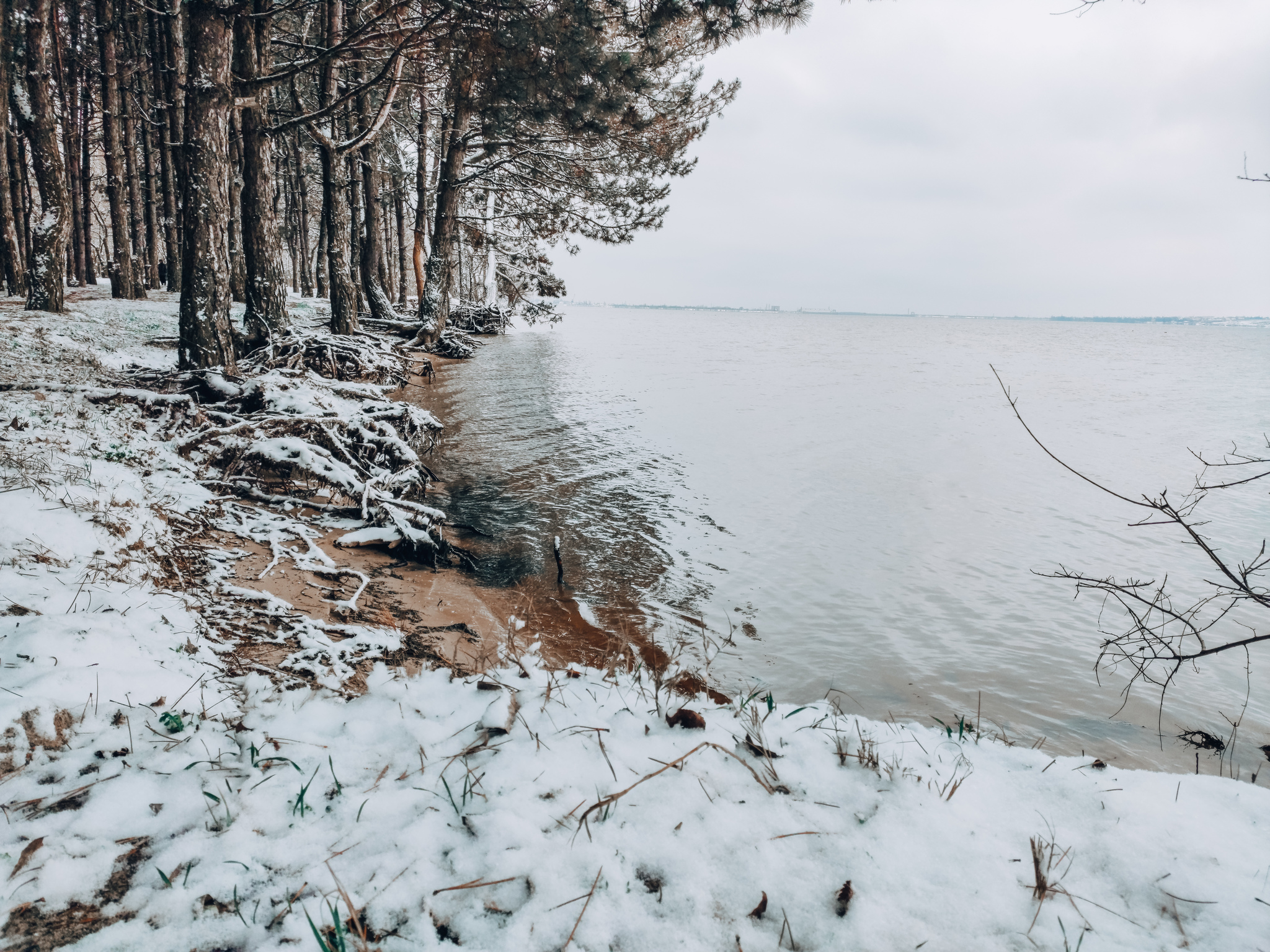 Winter walk - My, Photo on sneaker, Mobile photography, Winter, Pine, Новичок, Longpost