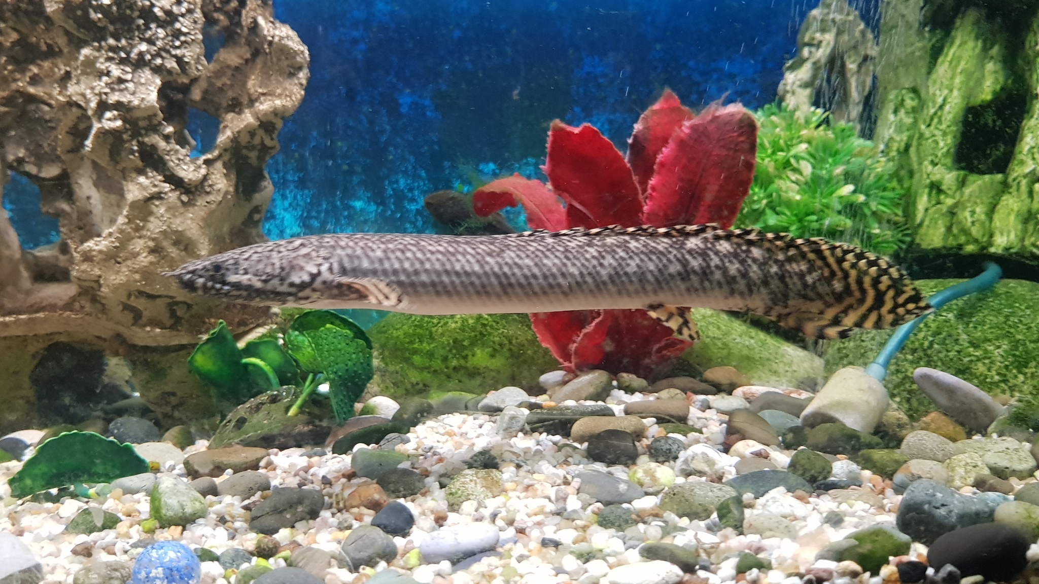 Dipnoi - Aquarium fish, Aquarium, Polypterus, Kalamoicht, Longpost