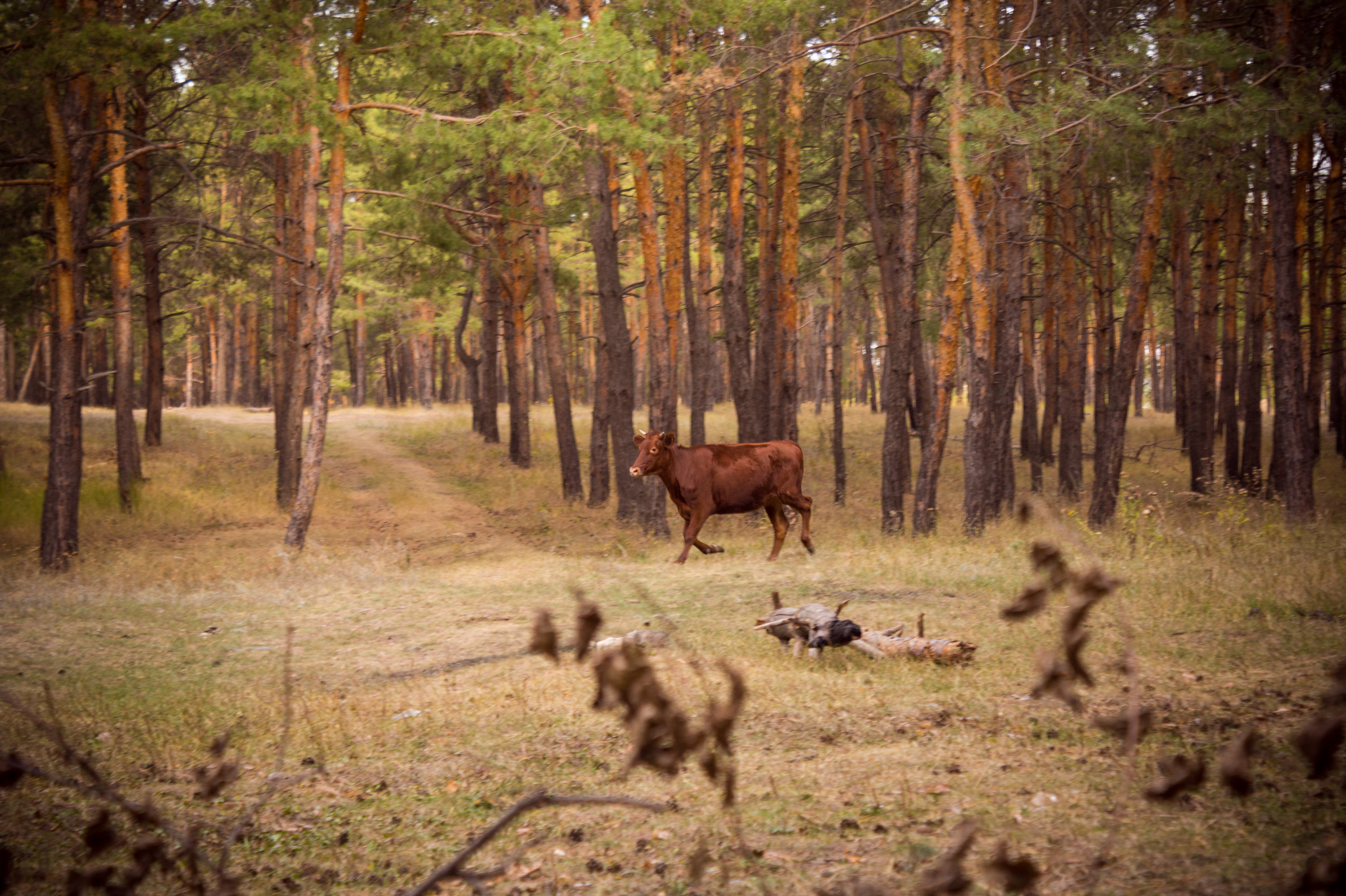 Коровка | Пикабу