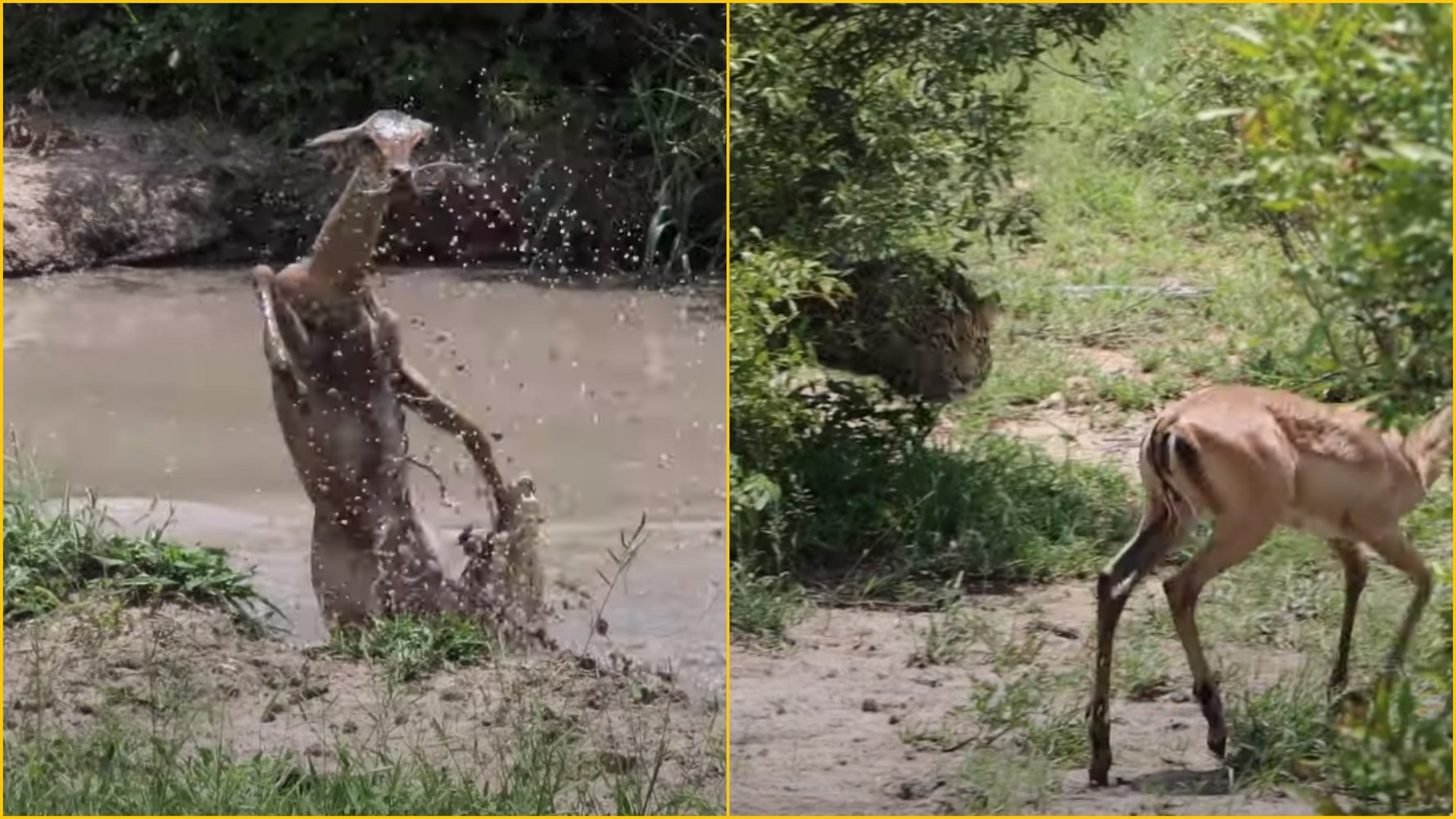 It's a thankless job being an impala in Africa... - Leopard, Big cats, Crocodiles, Reptiles, Impala, Antelope, Mining, Wild animals, Predator, wildlife, The national geographic, Kruger National Park, Africa, South Africa, South Africa, Fight for survival, Fate, Video, Longpost