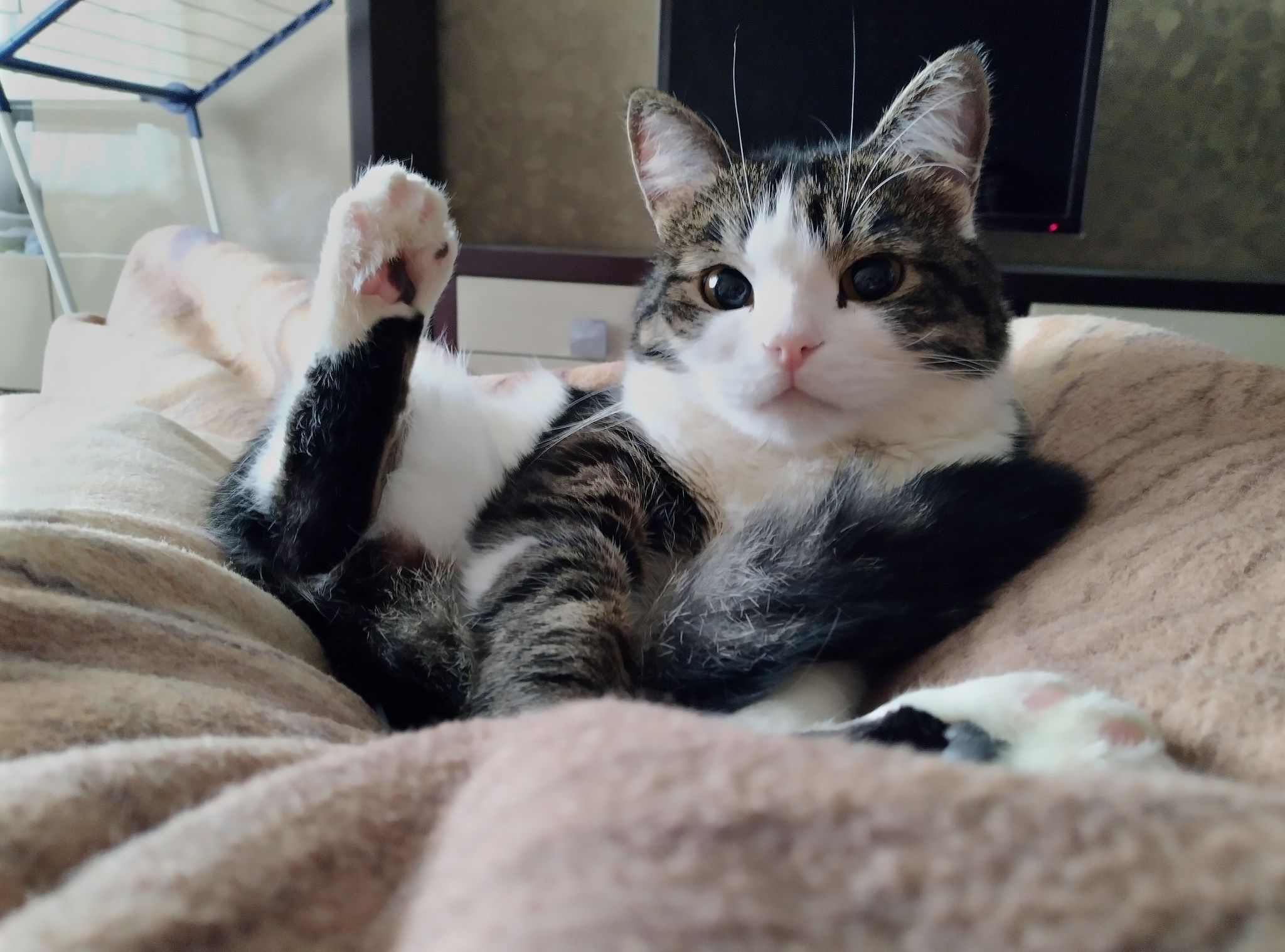 Хоба дабл хоба картинки котов