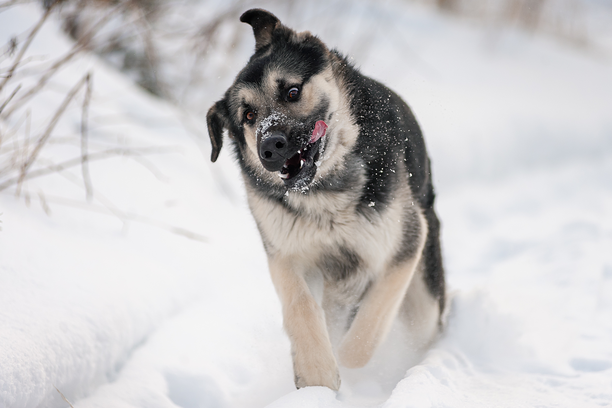 Forest walk :) - My, The photo, Forest, Dog, East European Shepherd, Winter, Longpost