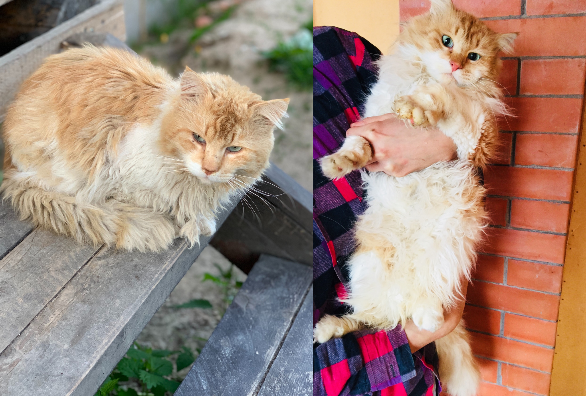 The story of a wild red cat who got sick and came to my porch - My, Kittens, cat, Help, Kindness, Pets, Animals, Animal Rescue, Cold, Hunger, Winter, Redheads, Video, Longpost