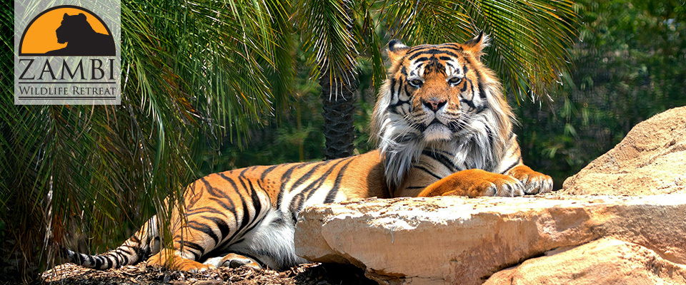 Zambi Wildlife Retreat - Tiger, a lion, Big cats, Animal Rescue, Retirees, Animal defenders, Australia, Puma, Small cats, Animal shelter, Longpost