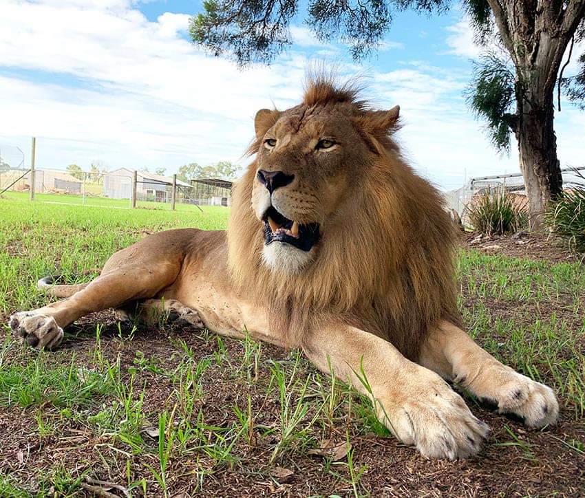 Zambi Wildlife Retreat - Tiger, a lion, Big cats, Animal Rescue, Retirees, Animal defenders, Australia, Puma, Small cats, Animal shelter, Longpost