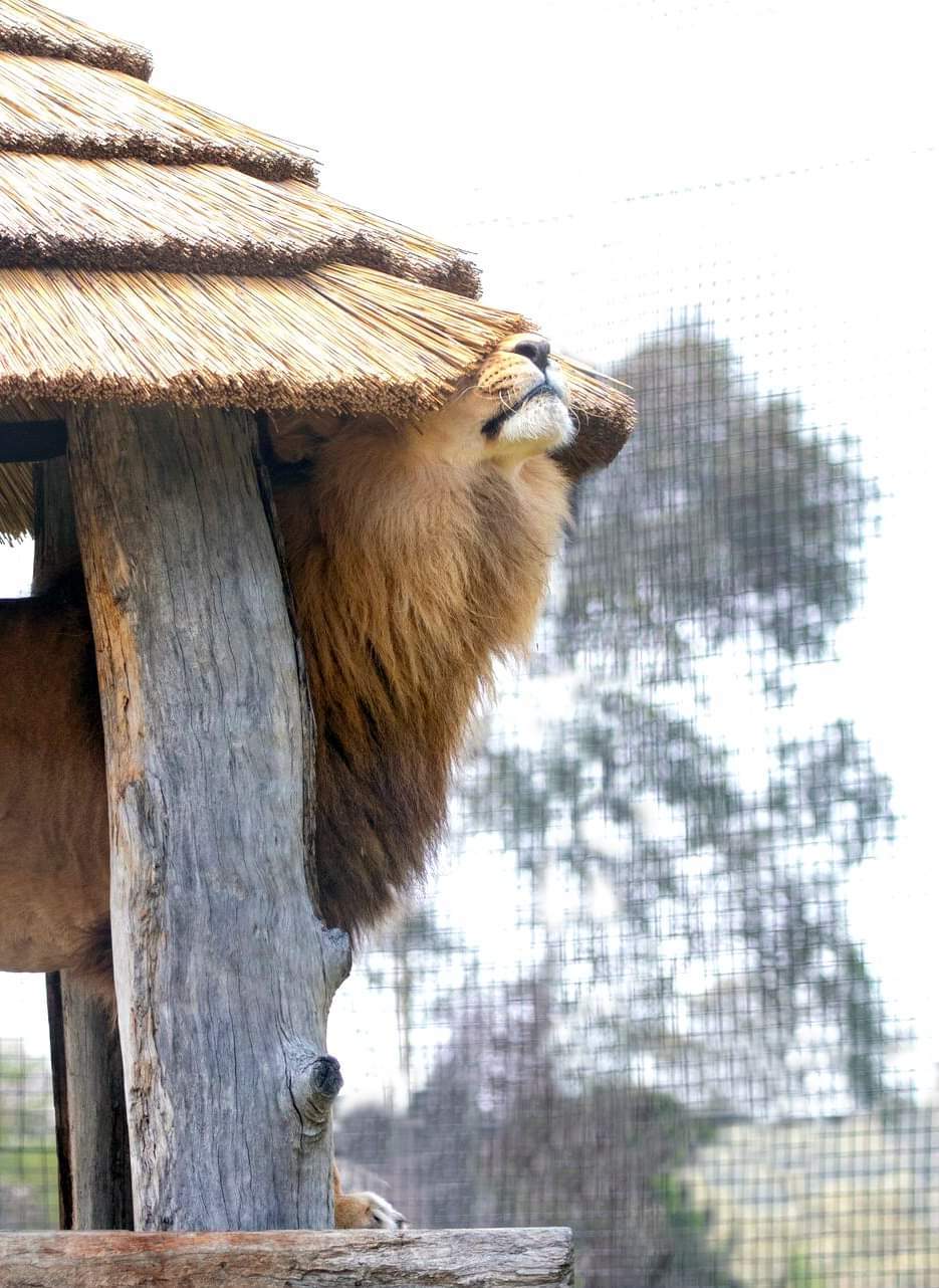 Zambi Wildlife Retreat - Tiger, a lion, Big cats, Animal Rescue, Retirees, Animal defenders, Australia, Puma, Small cats, Animal shelter, Longpost