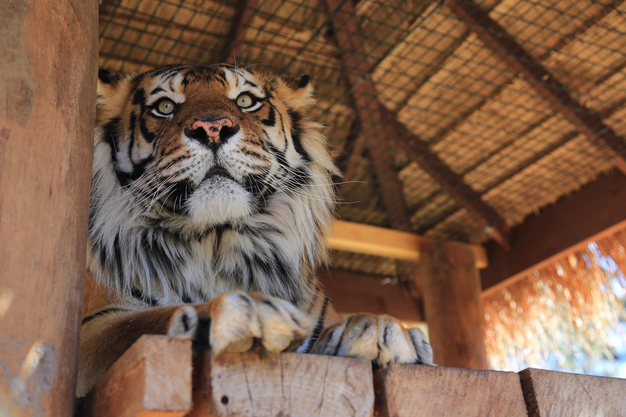 Zambi Wildlife Retreat - Tiger, a lion, Big cats, Animal Rescue, Retirees, Animal defenders, Australia, Puma, Small cats, Animal shelter, Longpost