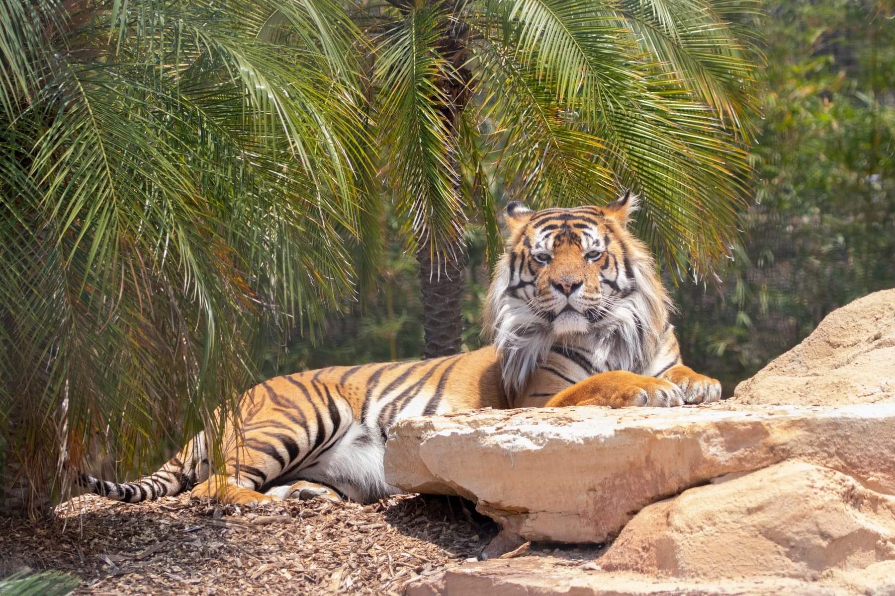 Zambi Wildlife Retreat - Tiger, a lion, Big cats, Animal Rescue, Retirees, Animal defenders, Australia, Puma, Small cats, Animal shelter, Longpost