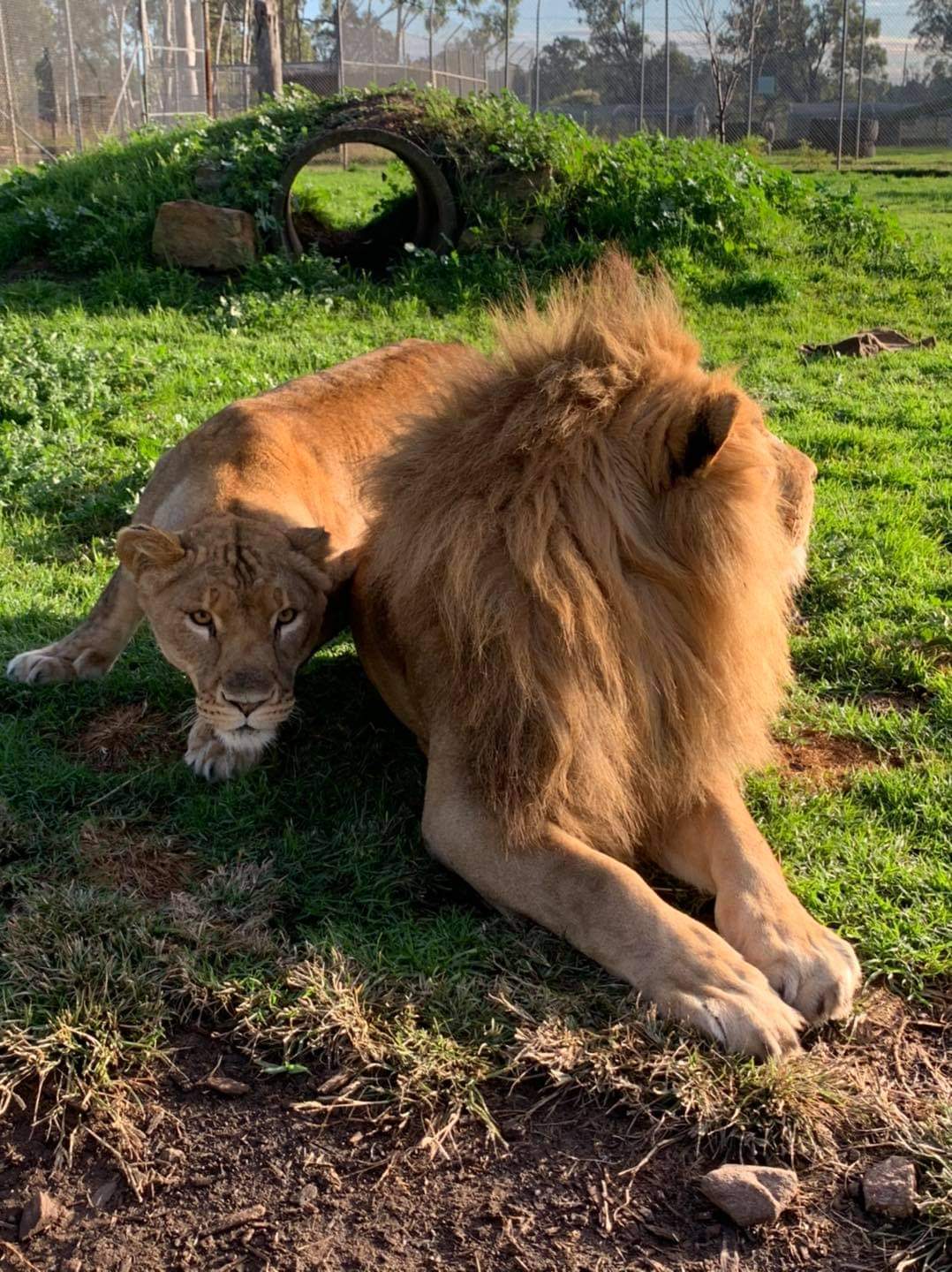 Zambi Wildlife Retreat - Tiger, a lion, Big cats, Animal Rescue, Retirees, Animal defenders, Australia, Puma, Small cats, Animal shelter, Longpost