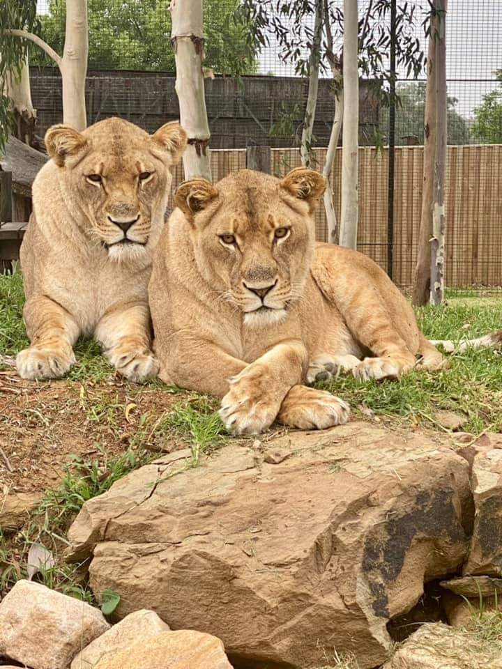 Zambi Wildlife Retreat - Tiger, a lion, Big cats, Animal Rescue, Retirees, Animal defenders, Australia, Puma, Small cats, Animal shelter, Longpost