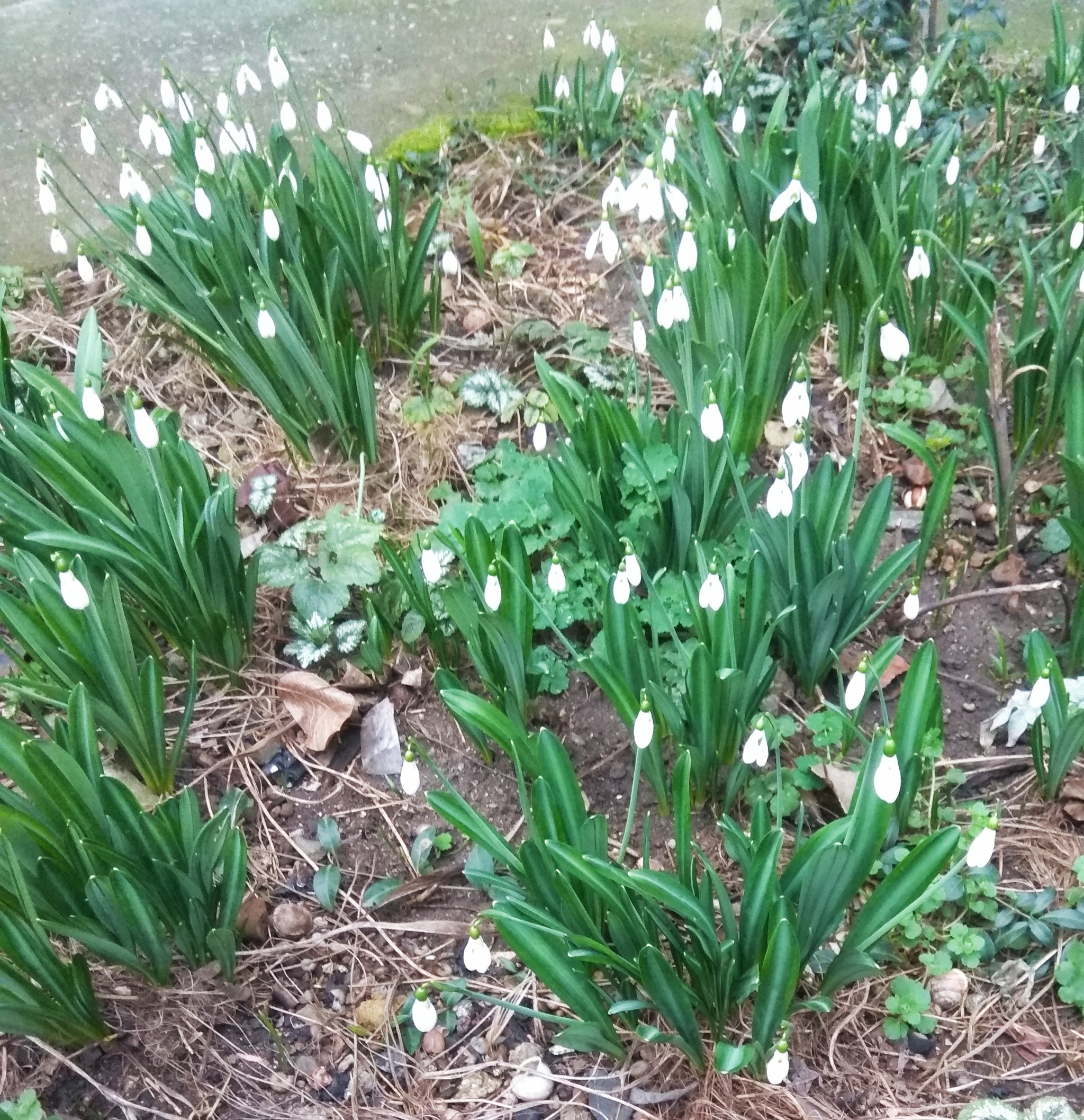 February in Crimea - My, Winter, Crimea, Snowdrops flowers