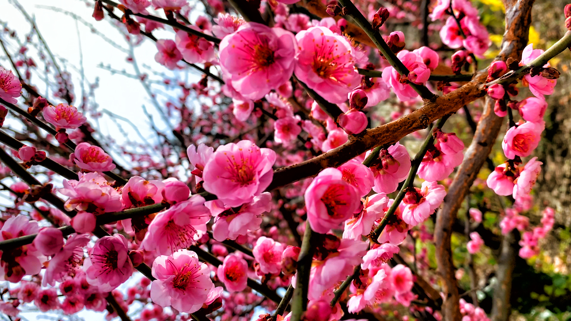 Apricot blossomed in Crimea in February! - My, Crimea, Crimean