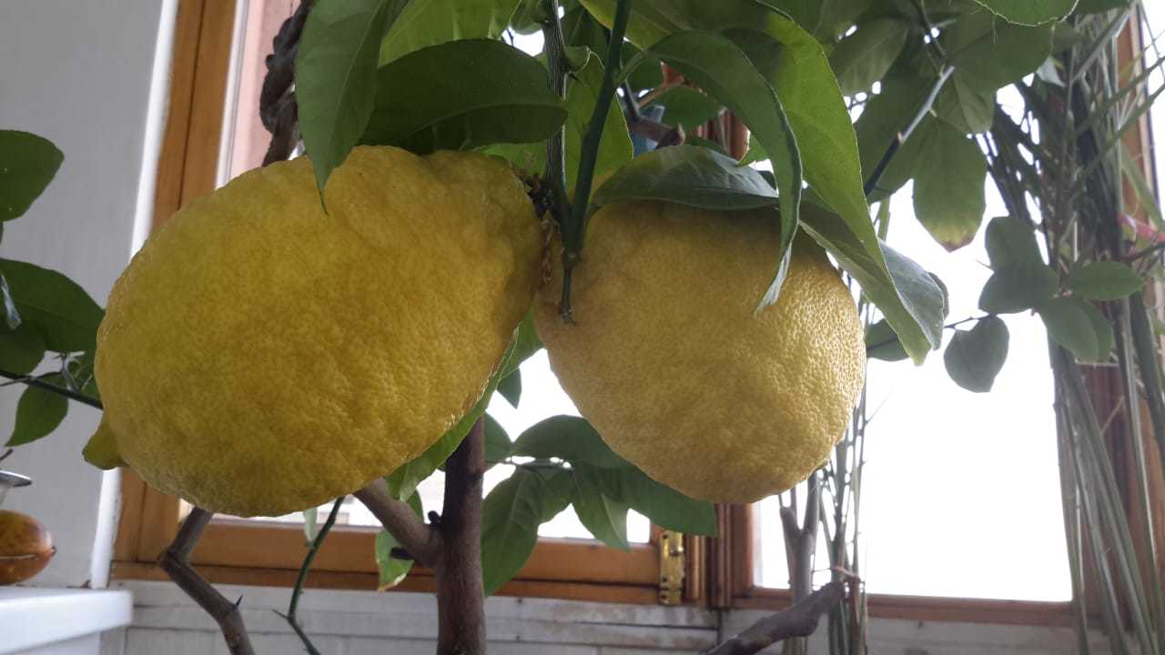 Post #8014307 - My, Lemon, Tree, Homemade, Фрукты, Fruit, And in our apartment, Longpost
