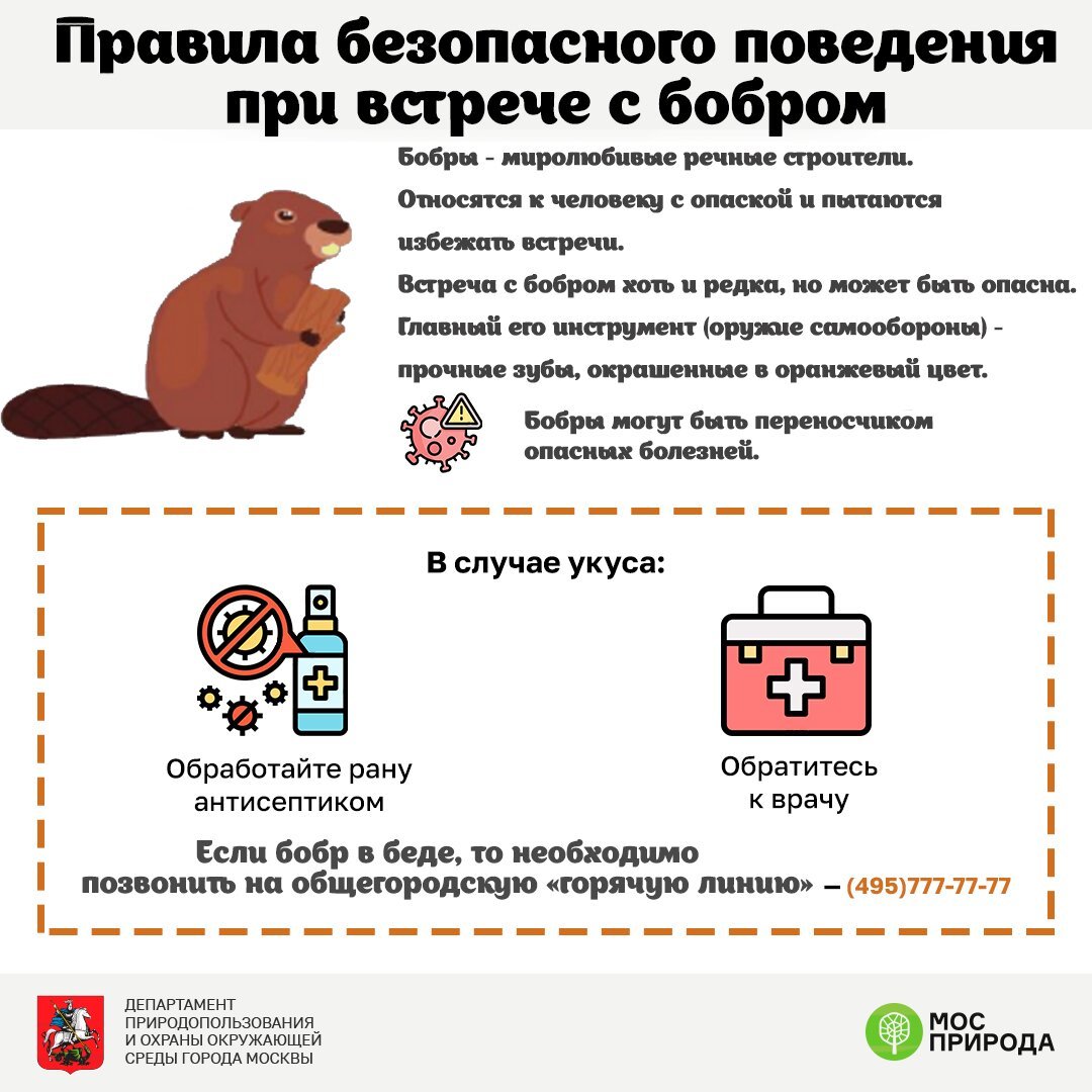 How to behave if you meet a beaver in the midst of mating season? - Beavers, Safety, Animals, Nature, Moscow, Longpost