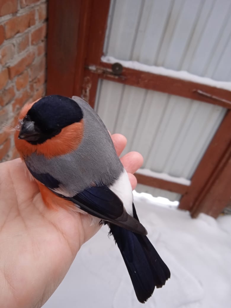 When Mom is a Disney Princess)) - My, Bullfinches, Birds, The photo