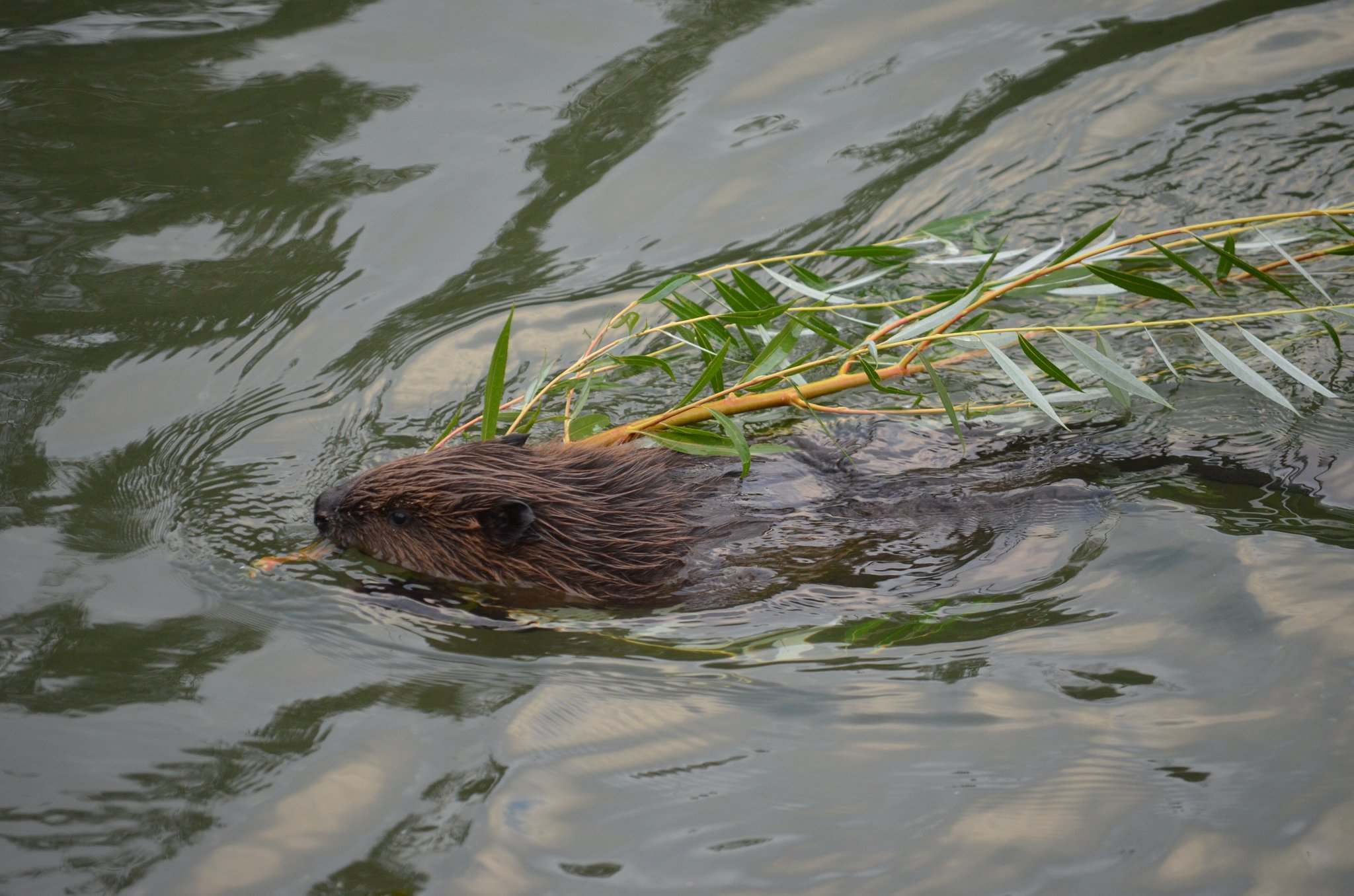 How to behave if you meet a beaver in the midst of mating season? - Beavers, Safety, Animals, Nature, Moscow, Longpost