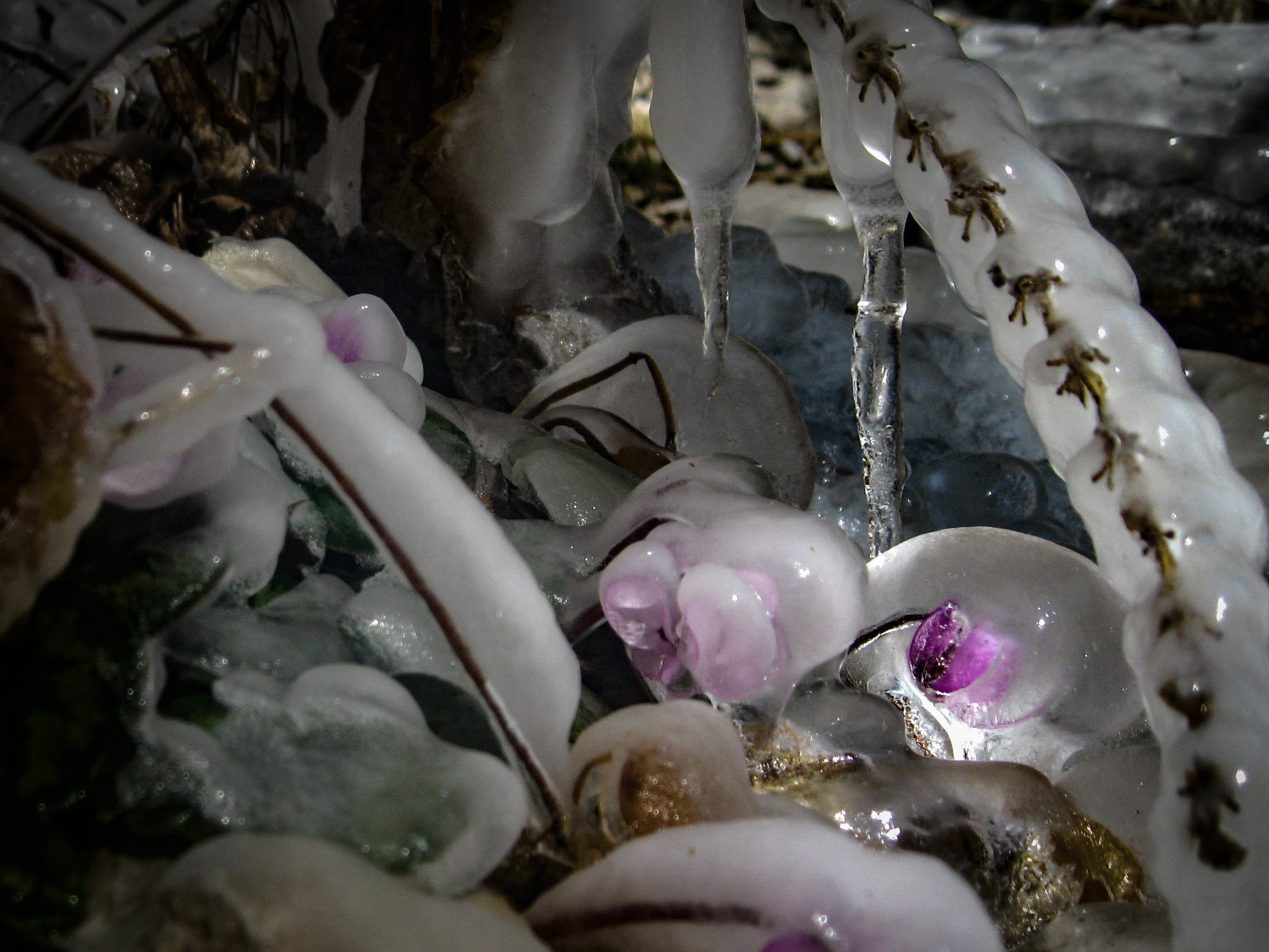 Harbingers of spring frozen in ice - My, Republic of Adygea, Spring, Ice