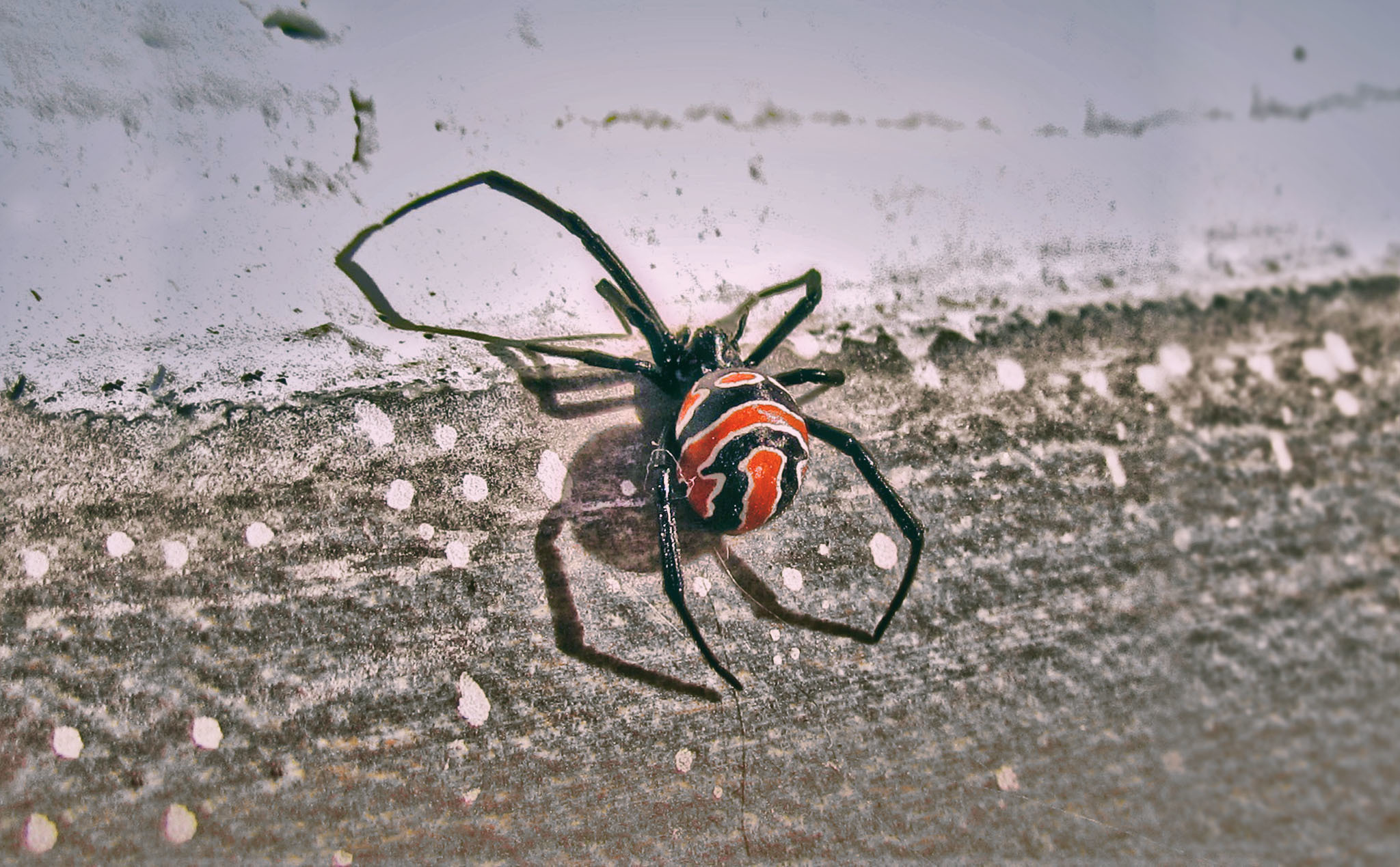 Spider mine. Паук чёрная вдова укус. Паук чёрная вдова монстр. Lloth. Черный паук на фруктах отзывы.