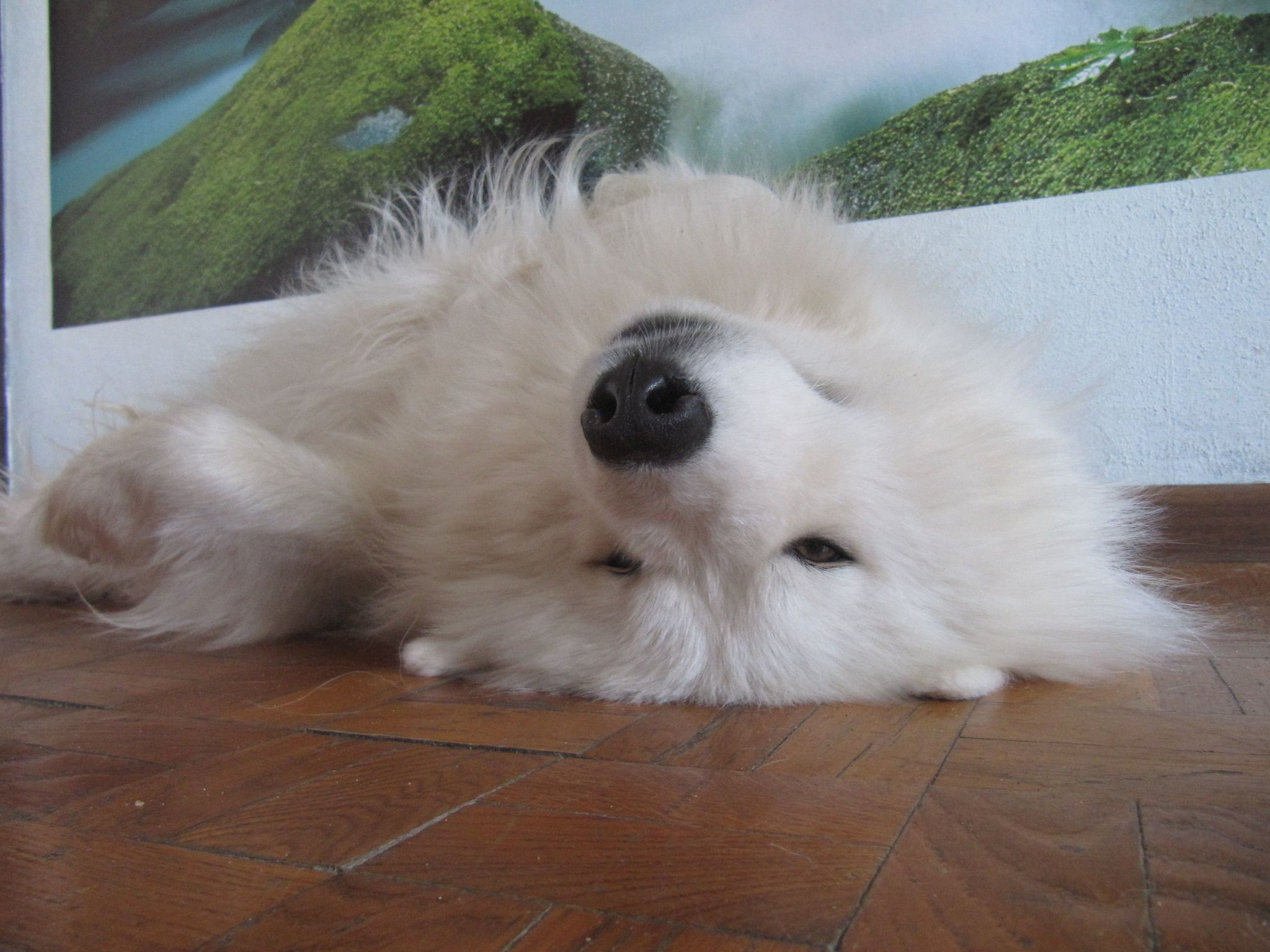 Friday, rest soon - My, Dog, Volzhsky, Positive, Dog North, Samoyed