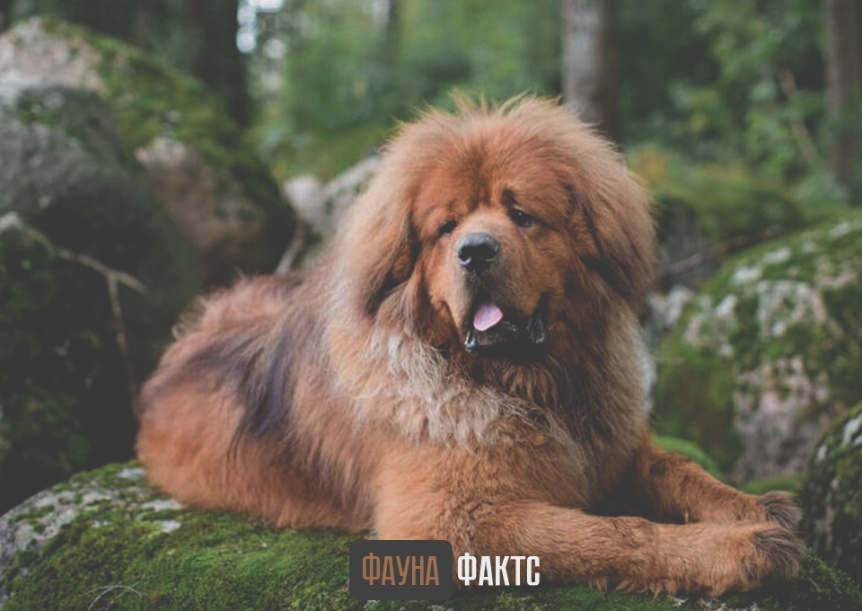 The “golden” dog comes from Tibet: why is the Tibetan mastiff so expensive? - My, Animals, Facts, Dog, Interesting, Longpost, Tibetan mastiff, Dog breeds