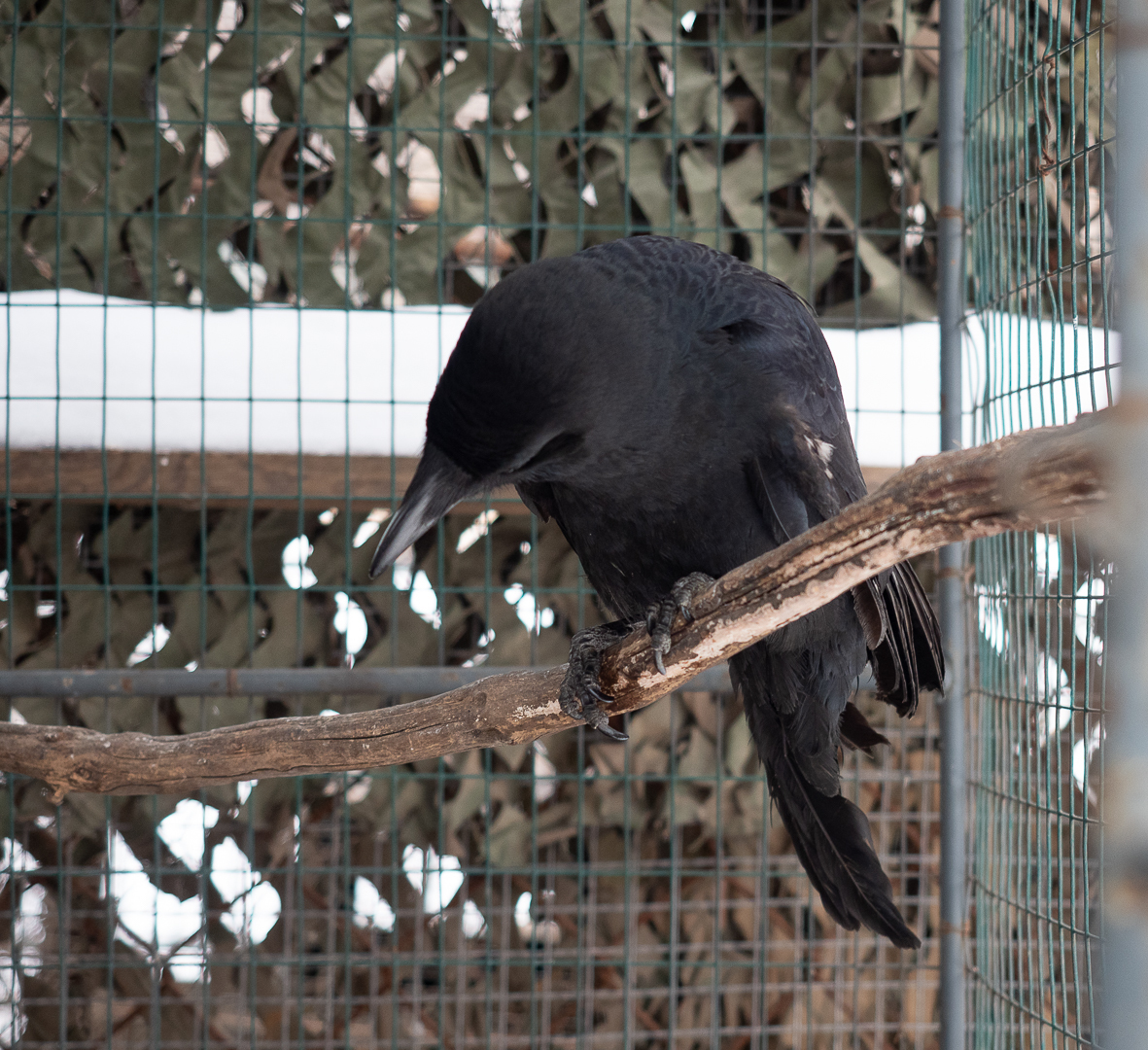 Saving a Tame Crow - My, Crow, Fed, The rescue, Video, Longpost, Ornithology