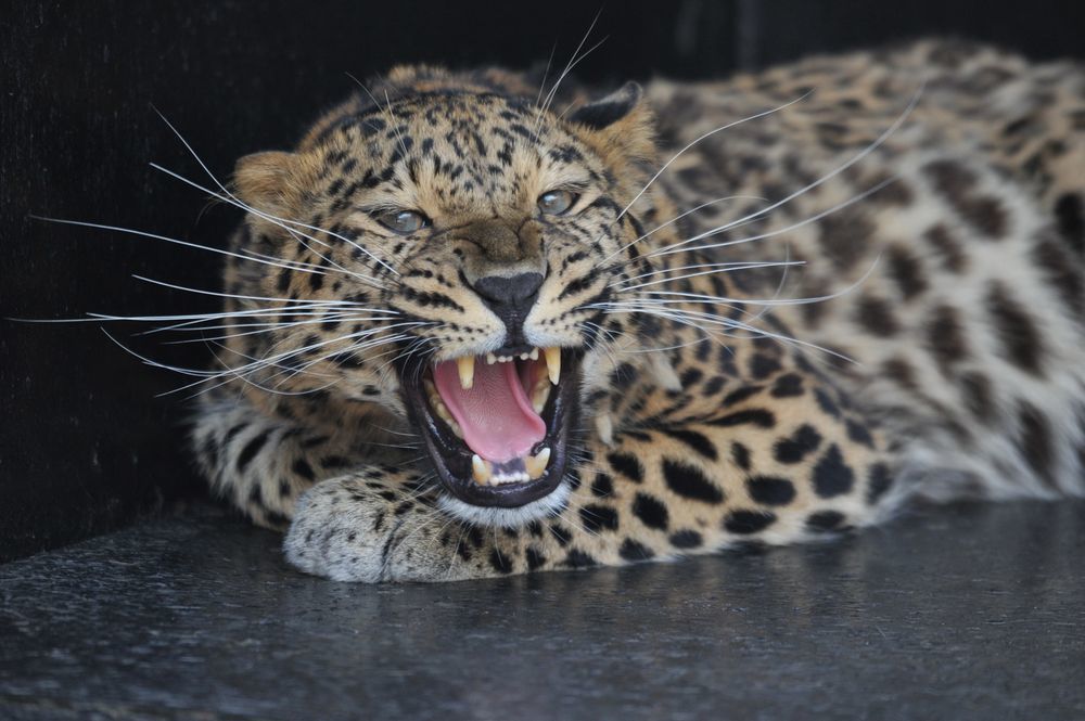 Wild cats of the Lipetsk Zoo - Tiger, Amur tiger, a lion, Leopard, Far Eastern leopard, Jaguar, Panther, Big cats, Serval, Lynx, Small cats, Zoo, Lipetsk, Longpost, The photo, Wild animals, White tiger, Cat family, Bengal tiger