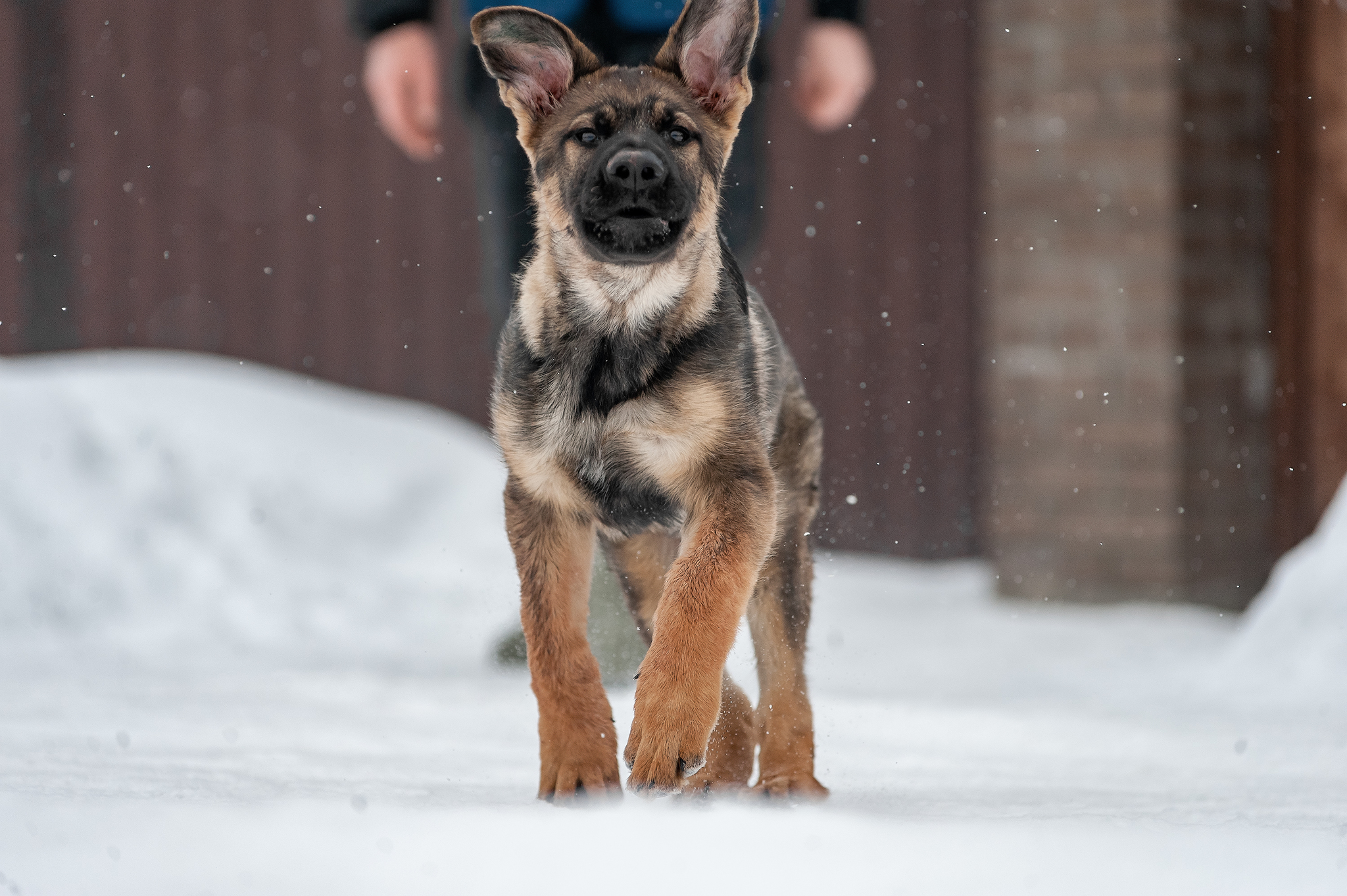 Brutal guy :) - My, German Shepherd, Dog, Puppies, Winter, Snow, PHOTOSESSION, Longpost