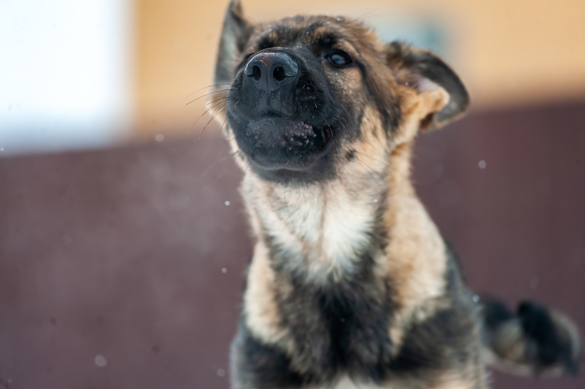 Brutal guy :) - My, German Shepherd, Dog, Puppies, Winter, Snow, PHOTOSESSION, Longpost