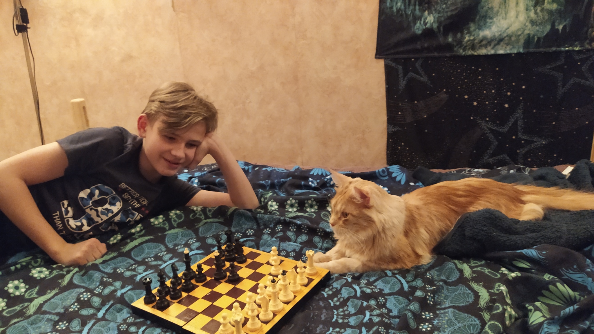 Fluffy chess player - My, Chess, Maine Coon, Funny animals, cat