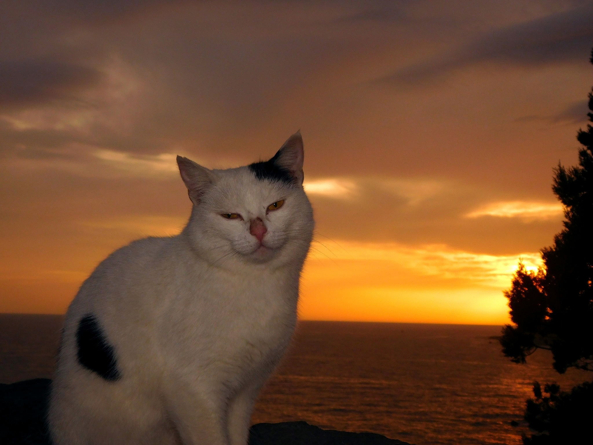 Seals - cat, Sea, The photo, Longpost