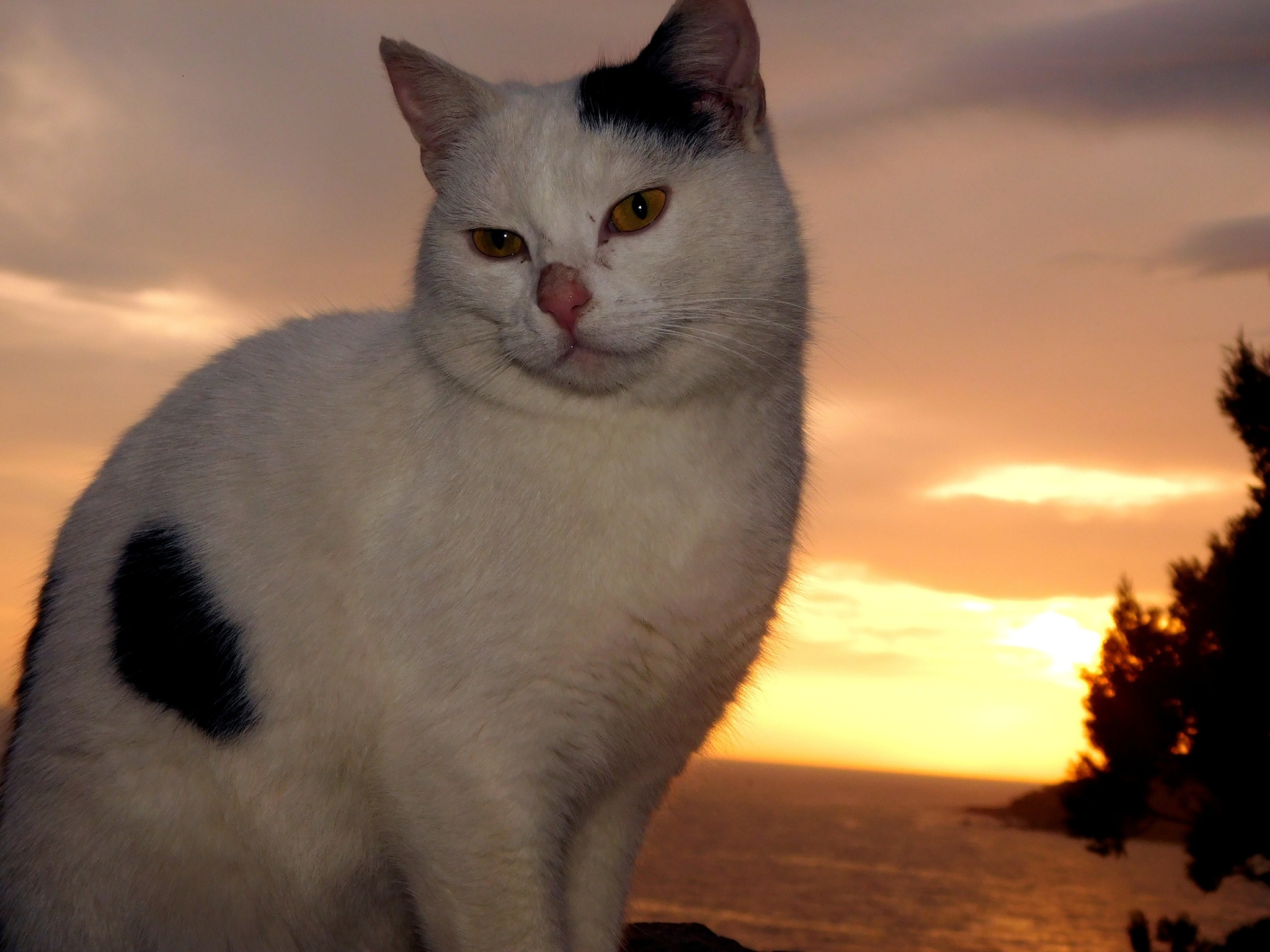 Seals - cat, Sea, The photo, Longpost