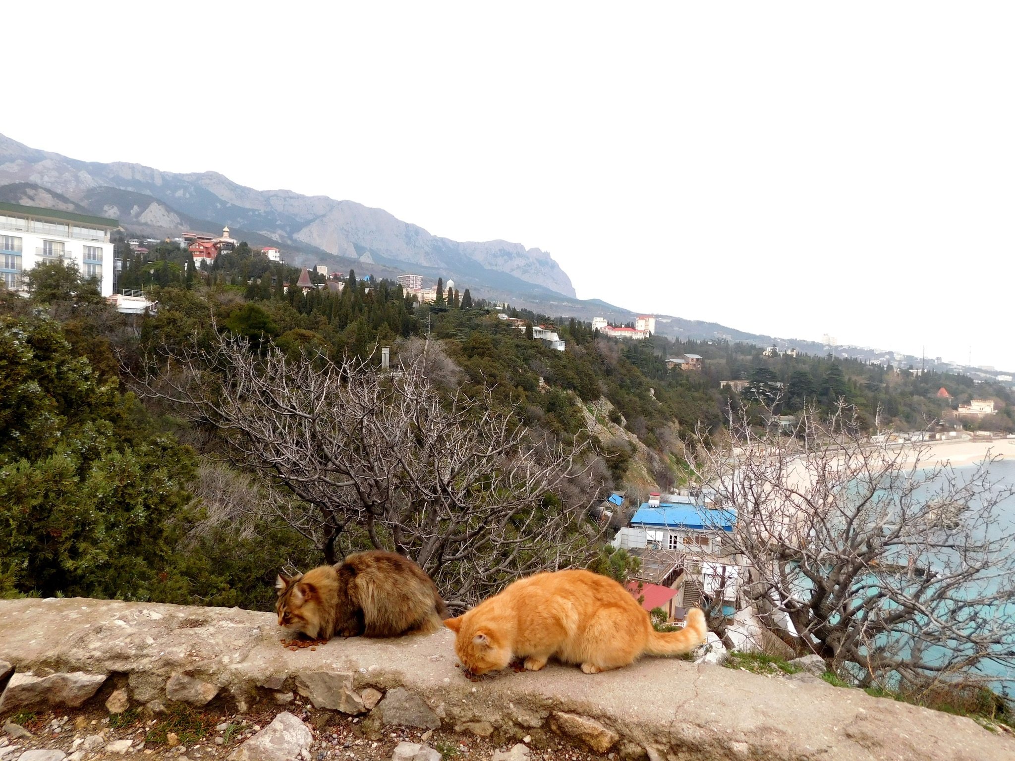 Seals - cat, Sea, The photo, Longpost