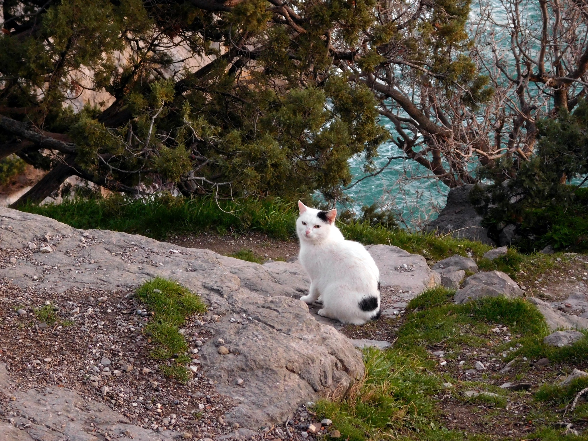 Seals - cat, Sea, The photo, Longpost