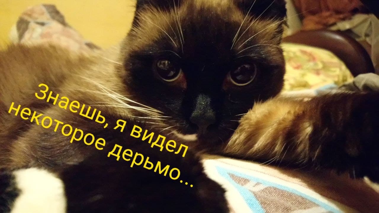 Stupid owner - My, cat, Chukchi, Mood, Humor, Picture with text, Misunderstanding