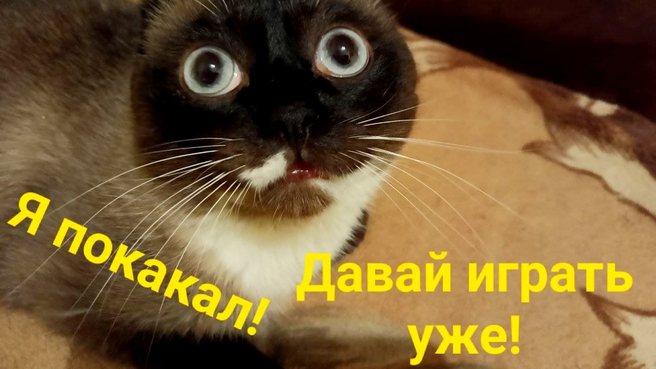 Stupid owner - My, cat, Chukchi, Mood, Humor, Picture with text, Misunderstanding