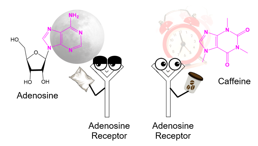 Механизм кофеина. Аденозиновые рецепторы и кофеин. Аденозин и кофеин на рецепторах. Кофеин блокирует аденозиновые рецепторы. Кофеин схема.